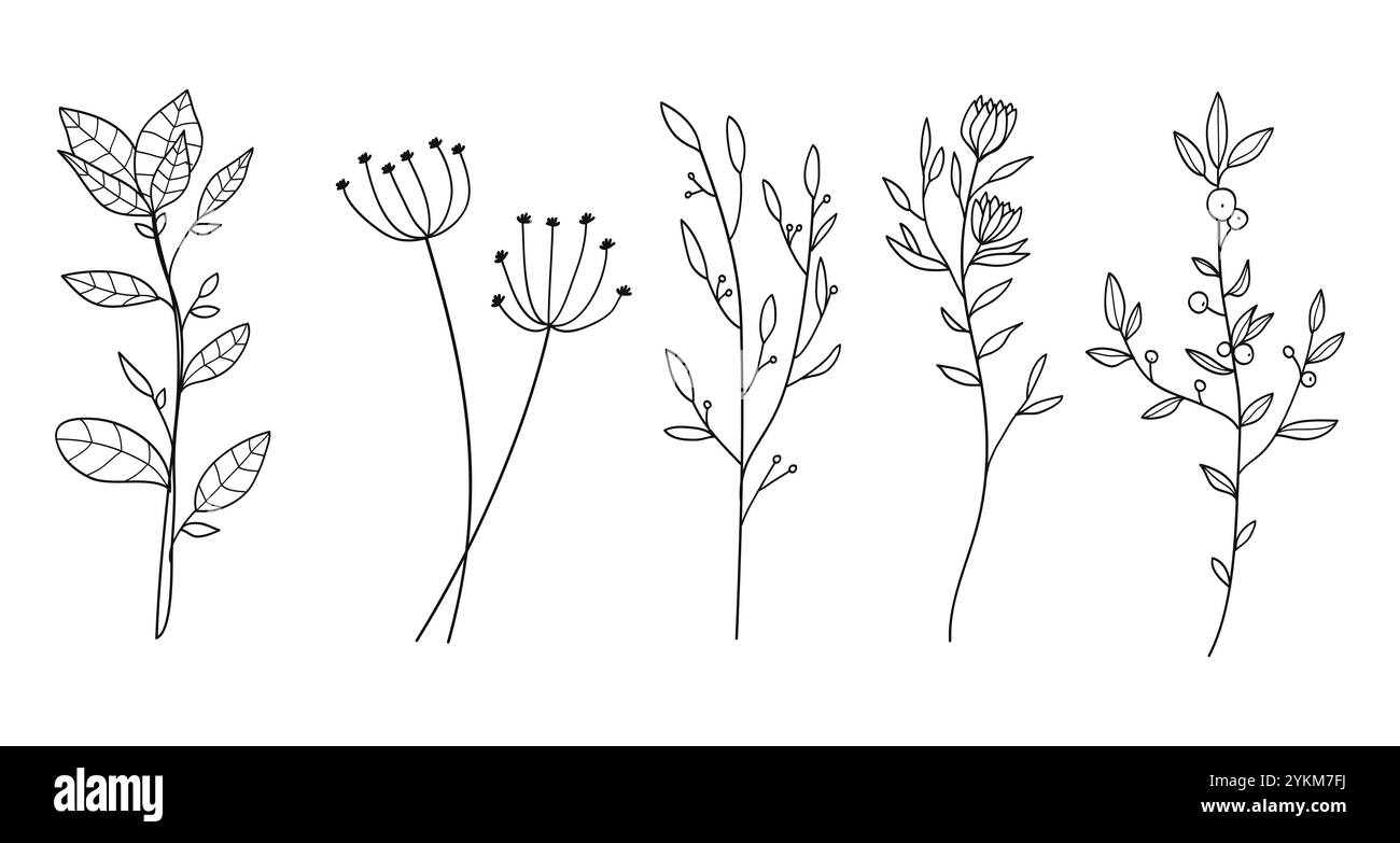 Elementi floreali minimali disegnati a mano in stile line art. Vegetazione per la decorazione, piante selvatiche e da giardino, rami, foglie. Vettore Illustrazione Vettoriale