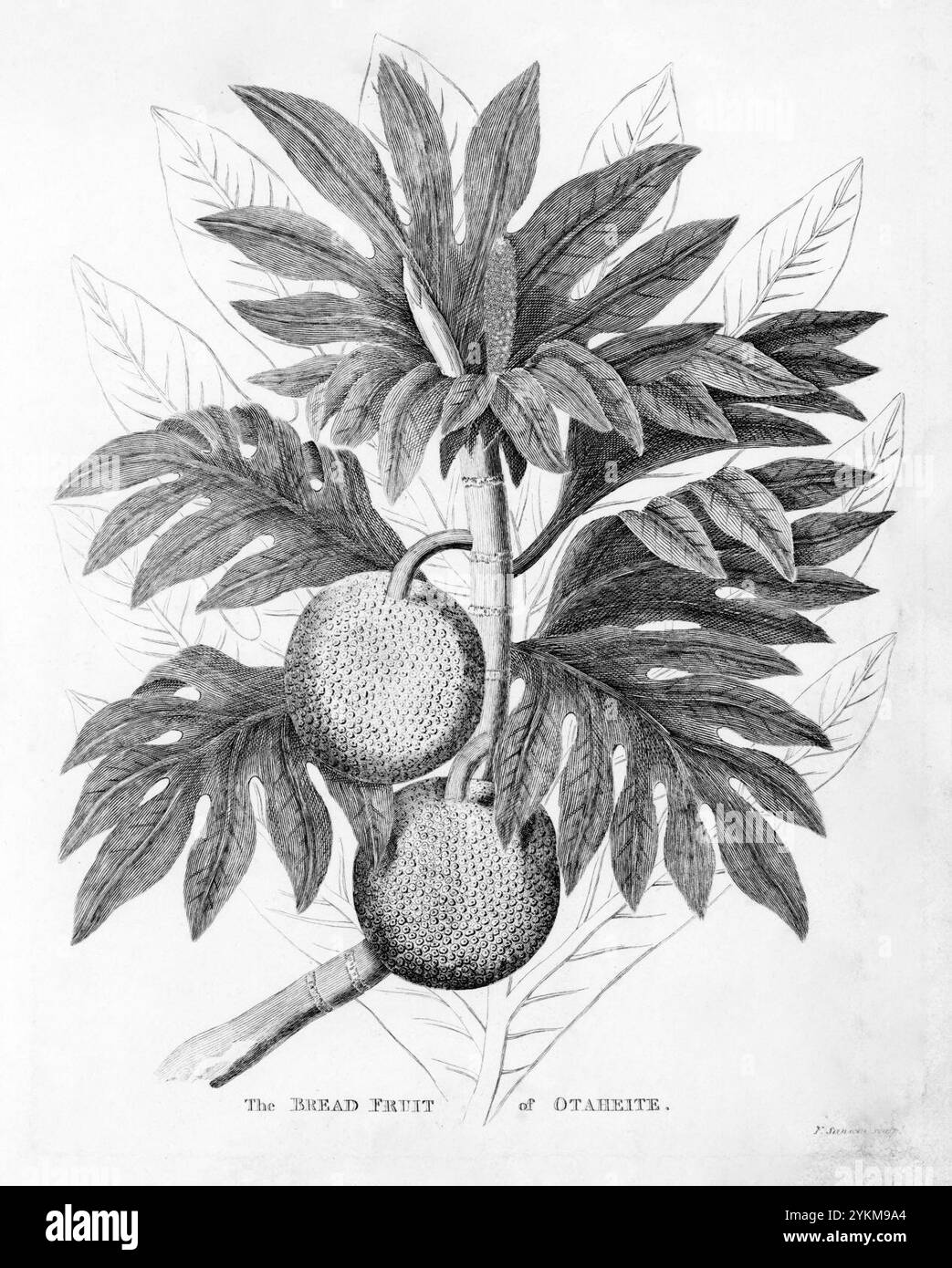 Pane frutta - Edwards. Foto Stock