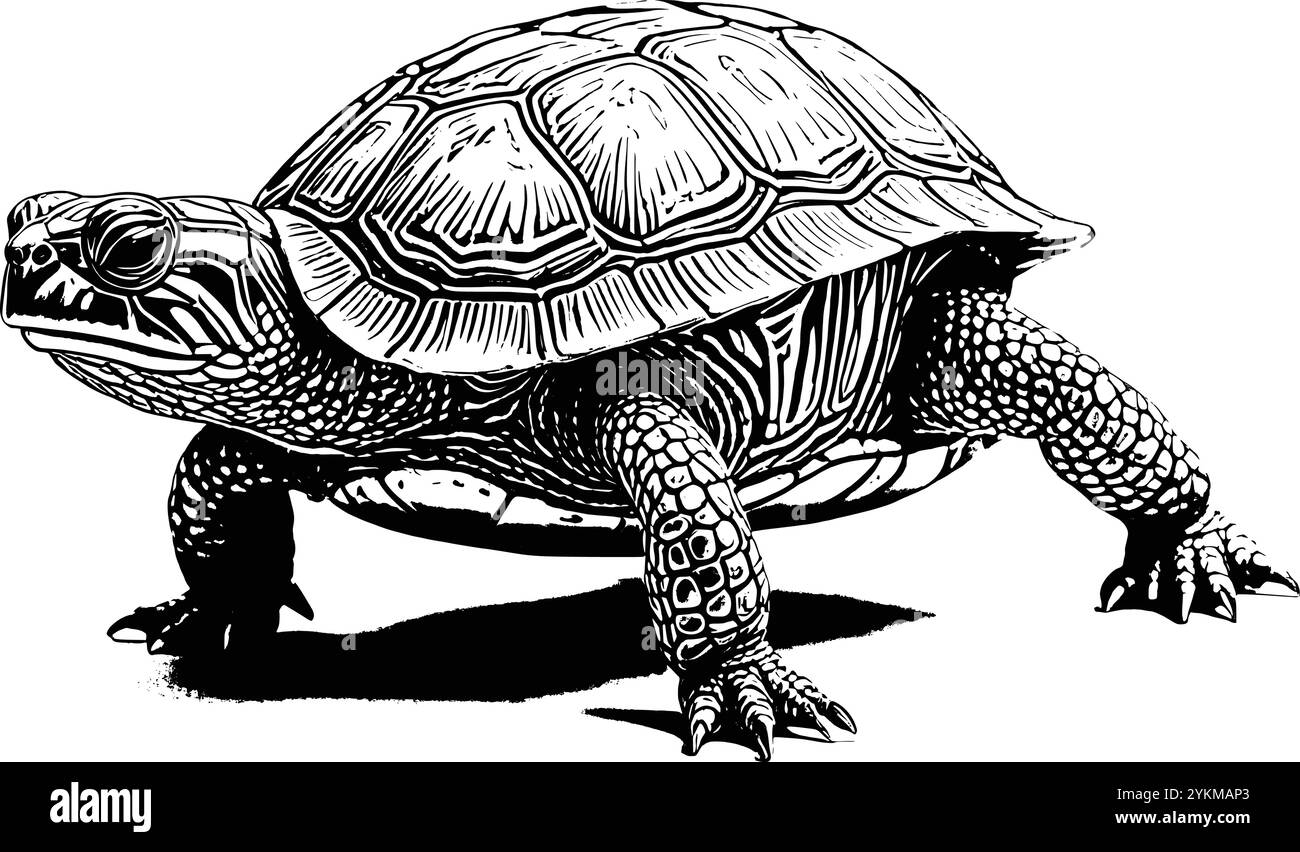 Un disegno dettagliato di una tartaruga, che mostra il suo guscio rigido e le gambe corte. Illustrazione Vettoriale