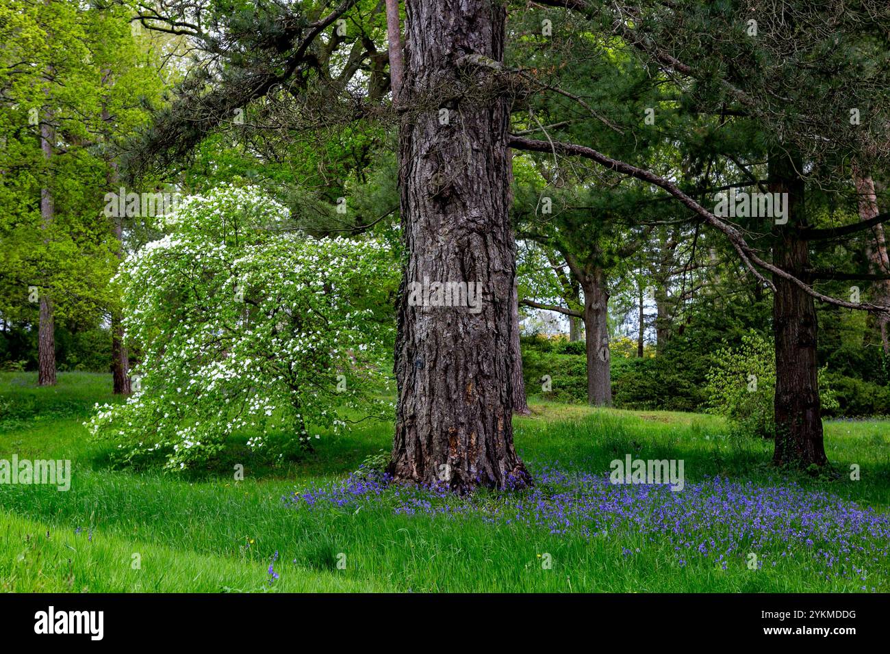 Haywards Heath, Regno Unito. 22 maggio 2021. Alberi e fiori fioriti nei giardini botanici di Wakehurst Place a tarda primavera. L'area verde di Wakehurst copre 2 km2 (490 acri) con vari giardini, boschi e zone umide. È anche l'habitat di molte specie diverse di fauna selvatica autoctona. Wakehurst Place si trova vicino a Haywards Heath nel West Sussex, e sebbene sia di proprietà del National Trust, è gestito dai Royal Botanic Gardens, Kew Foto Stock