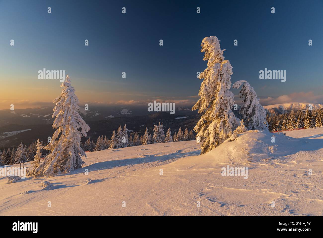 FRANCIA, ALSAZIA, HAUT-RHIN (68), PARCO NATURALE REGIONALE BALLONS DES VOSGES, ALBERI DI FIR SOTTO LA NEVE IN CIMA A TANET Foto Stock