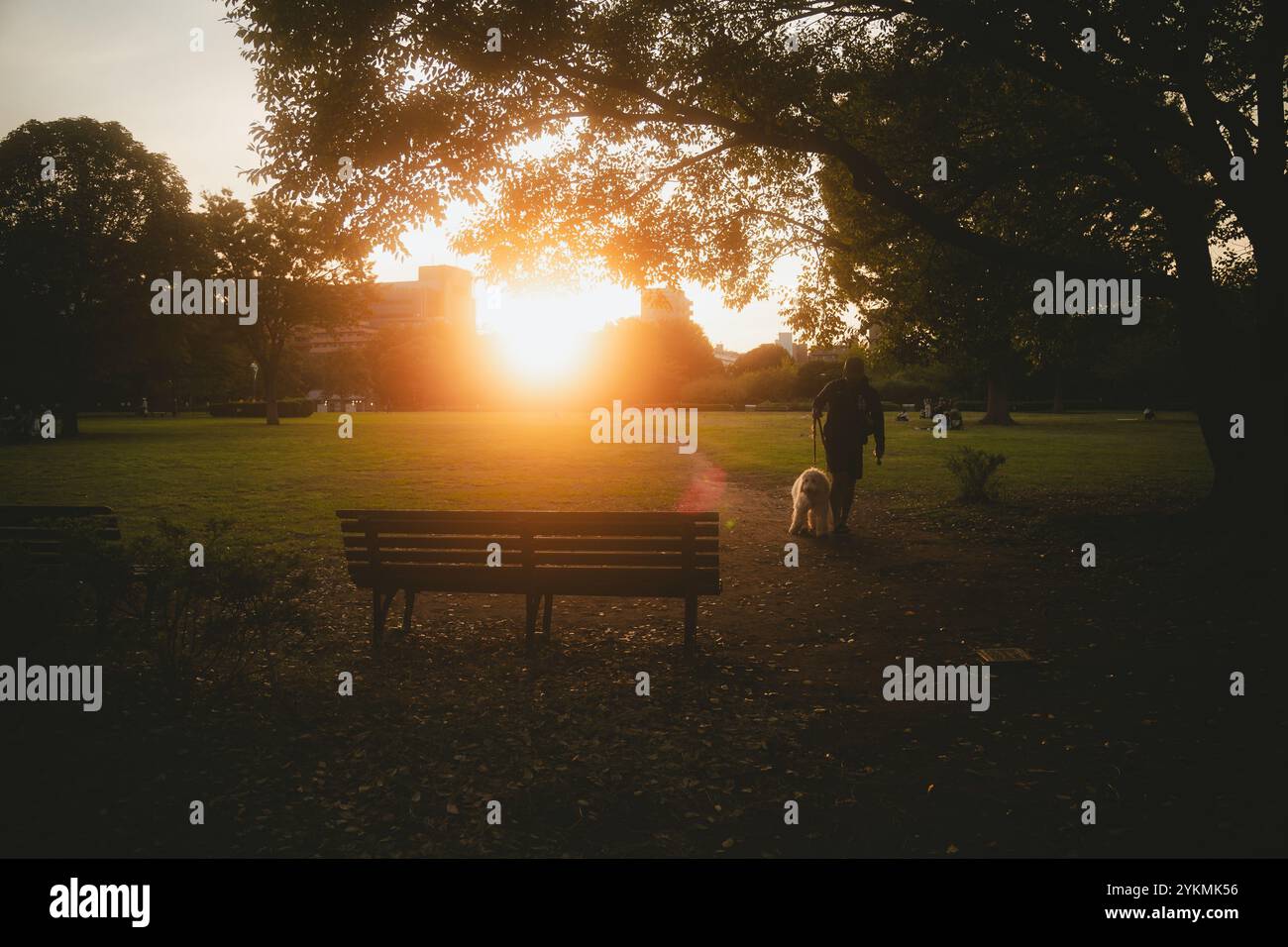 Tramonto, cane e panchina: Un tramonto perfetto a Tokyo, Giappone Foto Stock