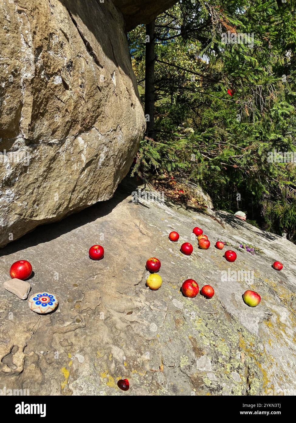 Una varietà di mele rosse e gialle disposte su una roccia illuminata dal sole in una foresta panoramica. L'ambiente naturale mette in risalto le texture e i colori delle mele Foto Stock