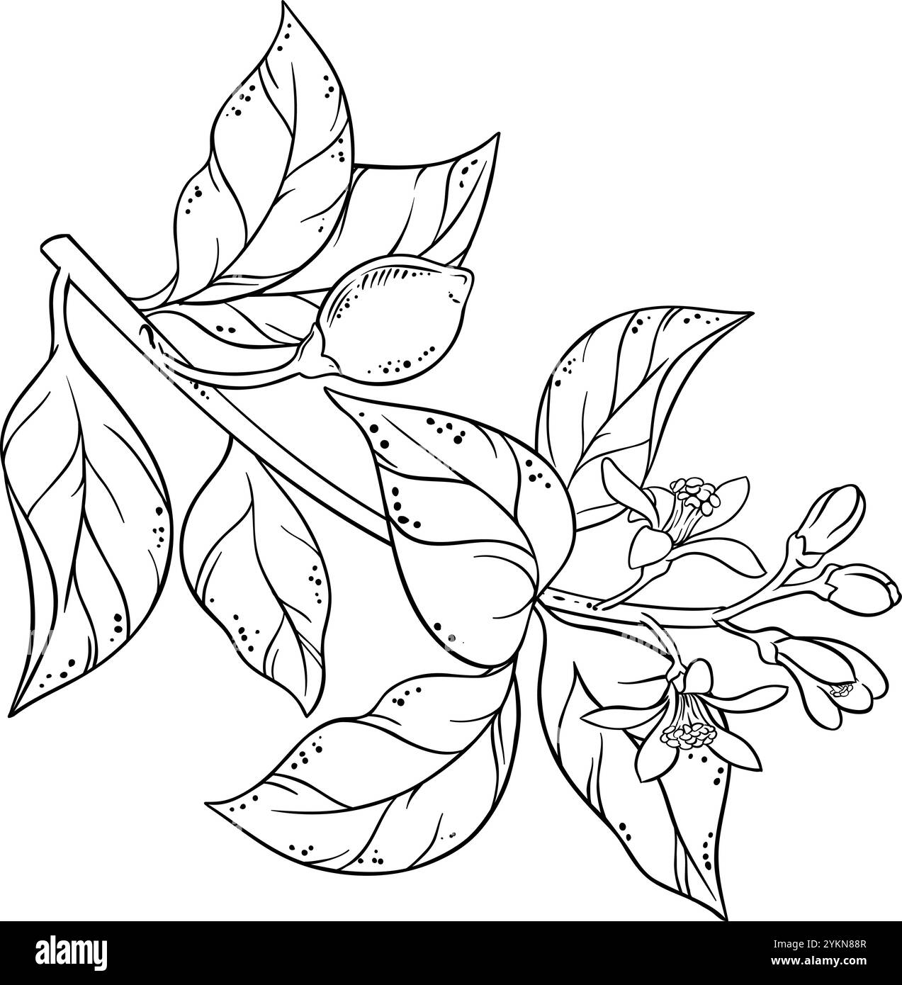 Ramificazione del limone con fiori e illustrazione di contorno Illustrazione Vettoriale