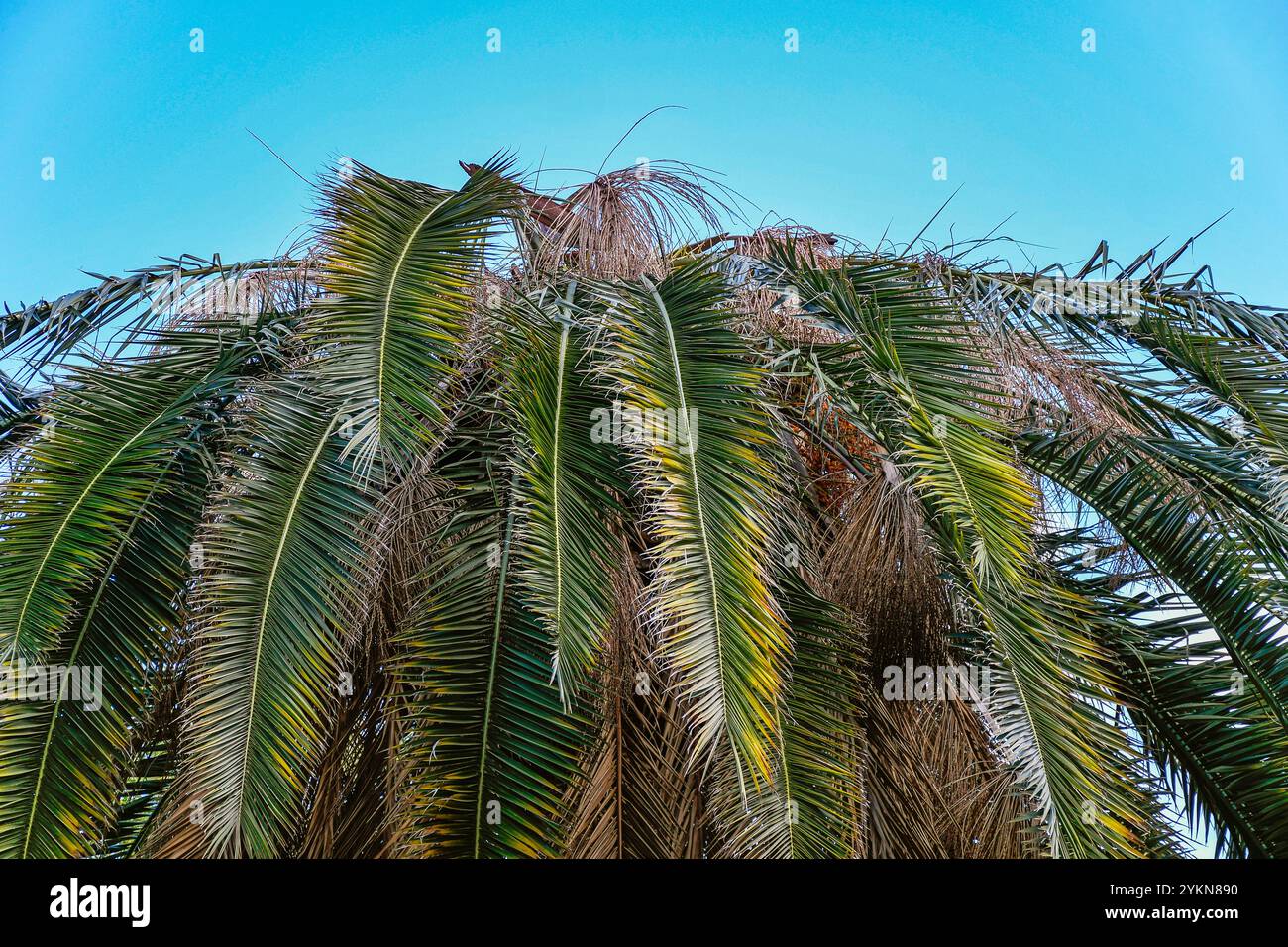 Bellissima palma invasa dalla palma rossa weevil a Puertollano. I danni causati possono essere sufficienti per uccidere le palme Foto Stock