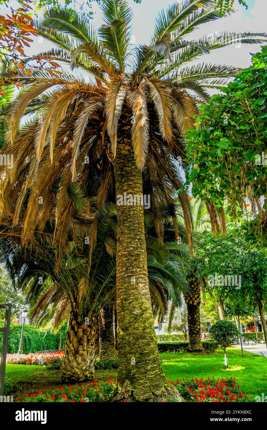 Bellissima palma invasa dalla palma rossa weevil a Puertollano. I danni causati possono essere sufficienti per uccidere le palme Foto Stock