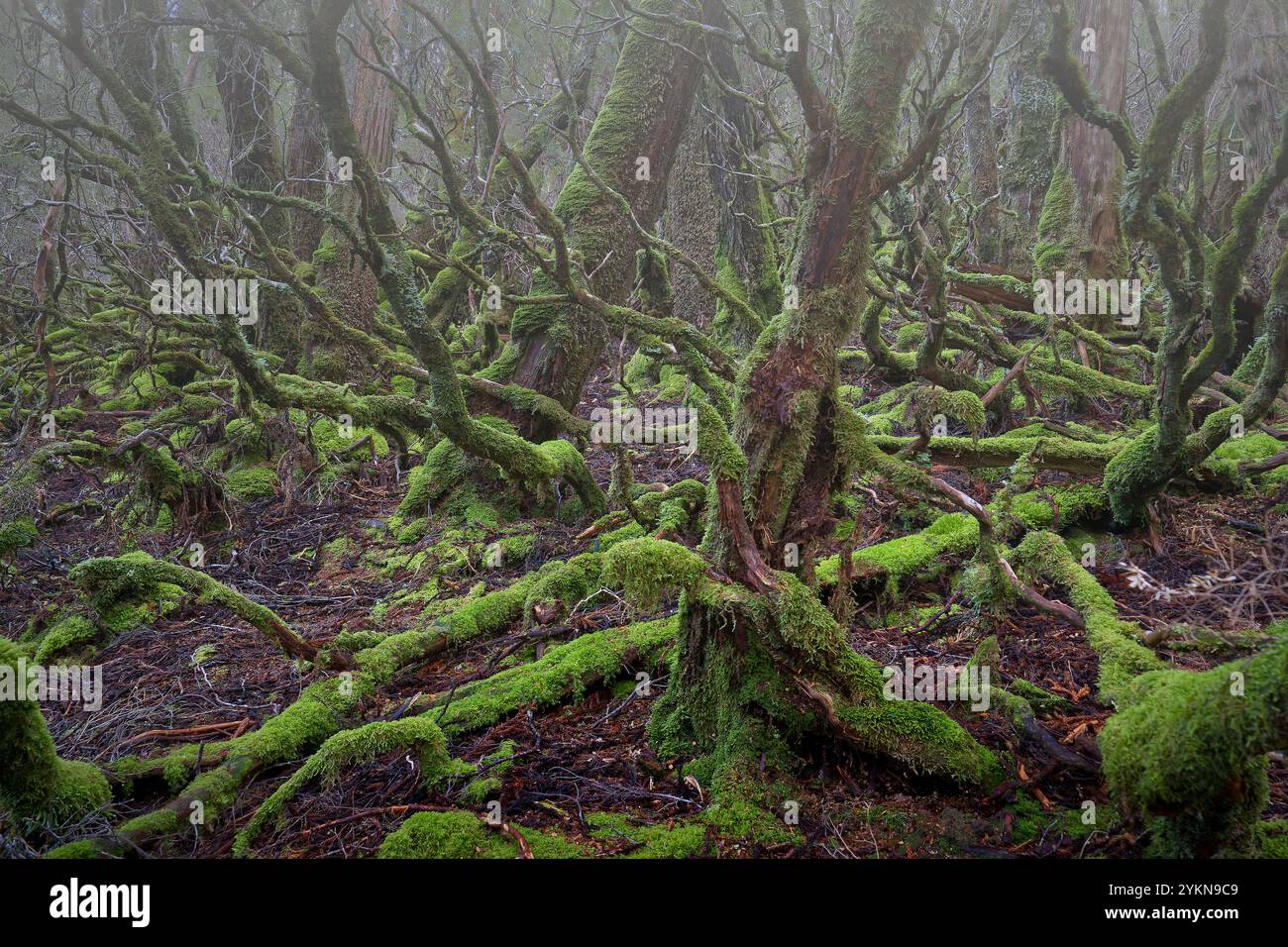 Alberi ricoperti di muschio nella vecchia foresta di Weindorfers in bassa nebbia nuvolosa al Cradle Mountain Lake St Clair National Park, Tasmania, Australia Foto Stock