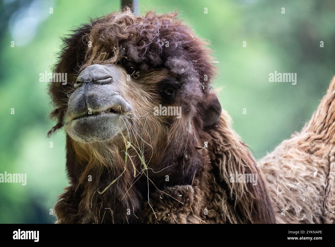 Primo piano di un cammello battriano che mostra la sua pelliccia spessa e le caratteristiche uniche del viso, con filoni di fieno catturati in bocca. Ritratto di un cammello nello zoo. Foto Stock