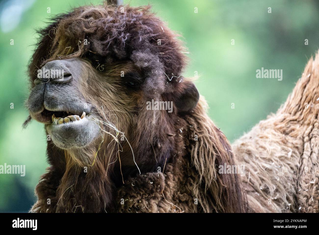 Primo piano di un cammello battriano che mostra la sua pelliccia spessa e le caratteristiche uniche del viso, con filoni di fieno catturati in bocca. Ritratto di un cammello nello zoo. Foto Stock