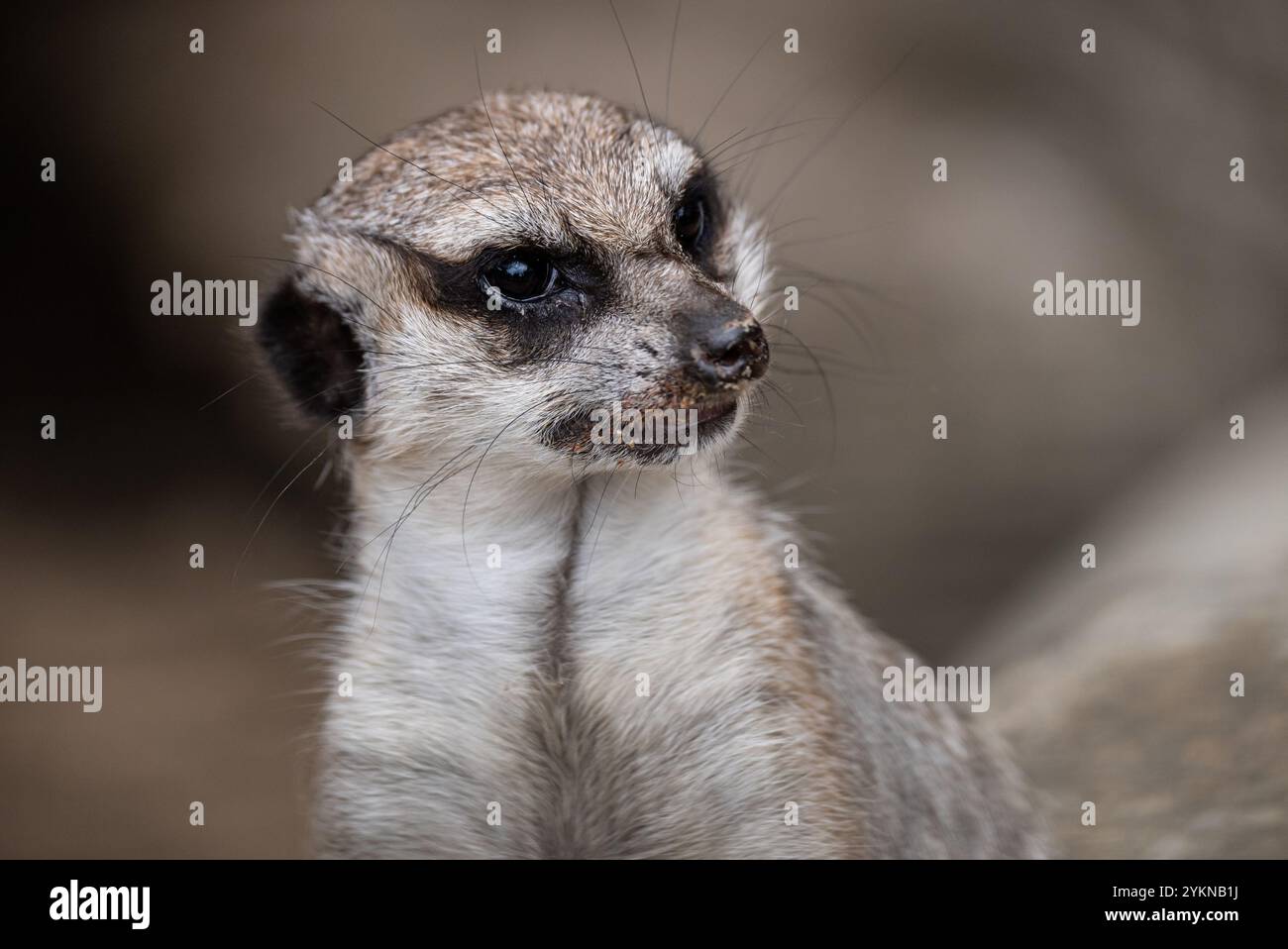 Gruppo di mazzuoli eretti in posizione eretta. Meerkat in piedi, allerta e curiosa mentre osservano i loro dintorni Meerkat nello zoo. Foto Stock