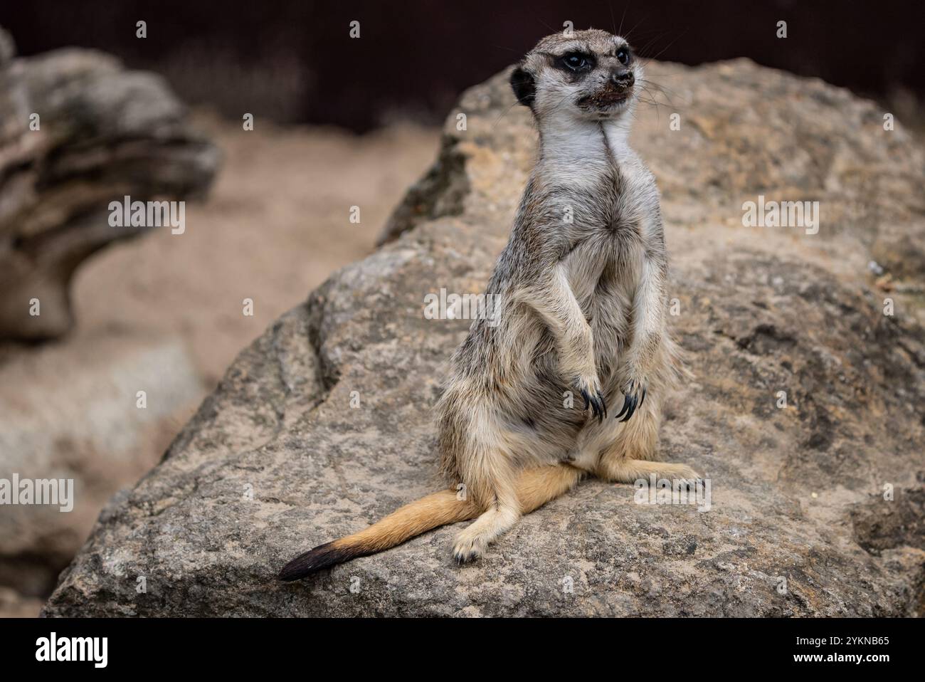 Gruppo di mazzuoli eretti in posizione eretta. Meerkat in piedi, allerta e curiosa mentre osservano i loro dintorni Meerkat nello zoo. Foto Stock