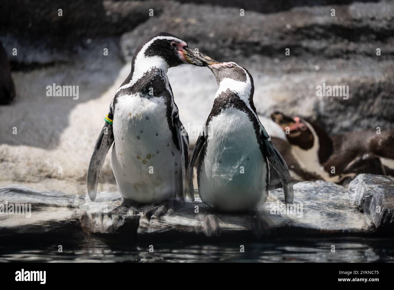 Divertente piccolo pinguino. Gruppo di pinguini in piedi insieme sulla superficie rocciosa. Pinguino NELLO ZOO. Foto Stock