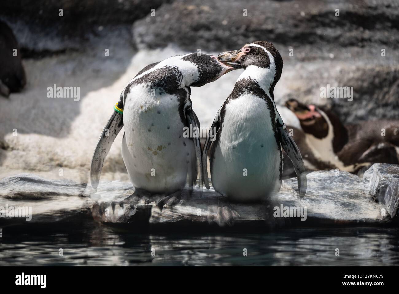 Divertente piccolo pinguino. Gruppo di pinguini in piedi insieme sulla superficie rocciosa. Pinguino NELLO ZOO. Foto Stock