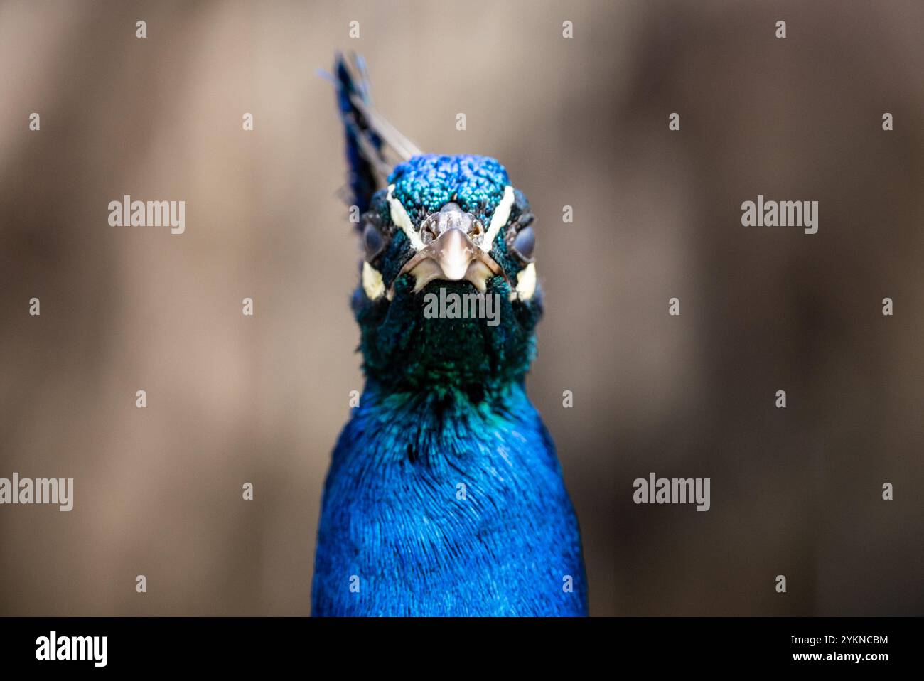 Orgoglioso pavone che mostra le sue piume iridescenti mentre cammina attraverso uno zoo, Ritratto di un pavone blu orgoglioso. Peafowl nello zoo. Foto Stock