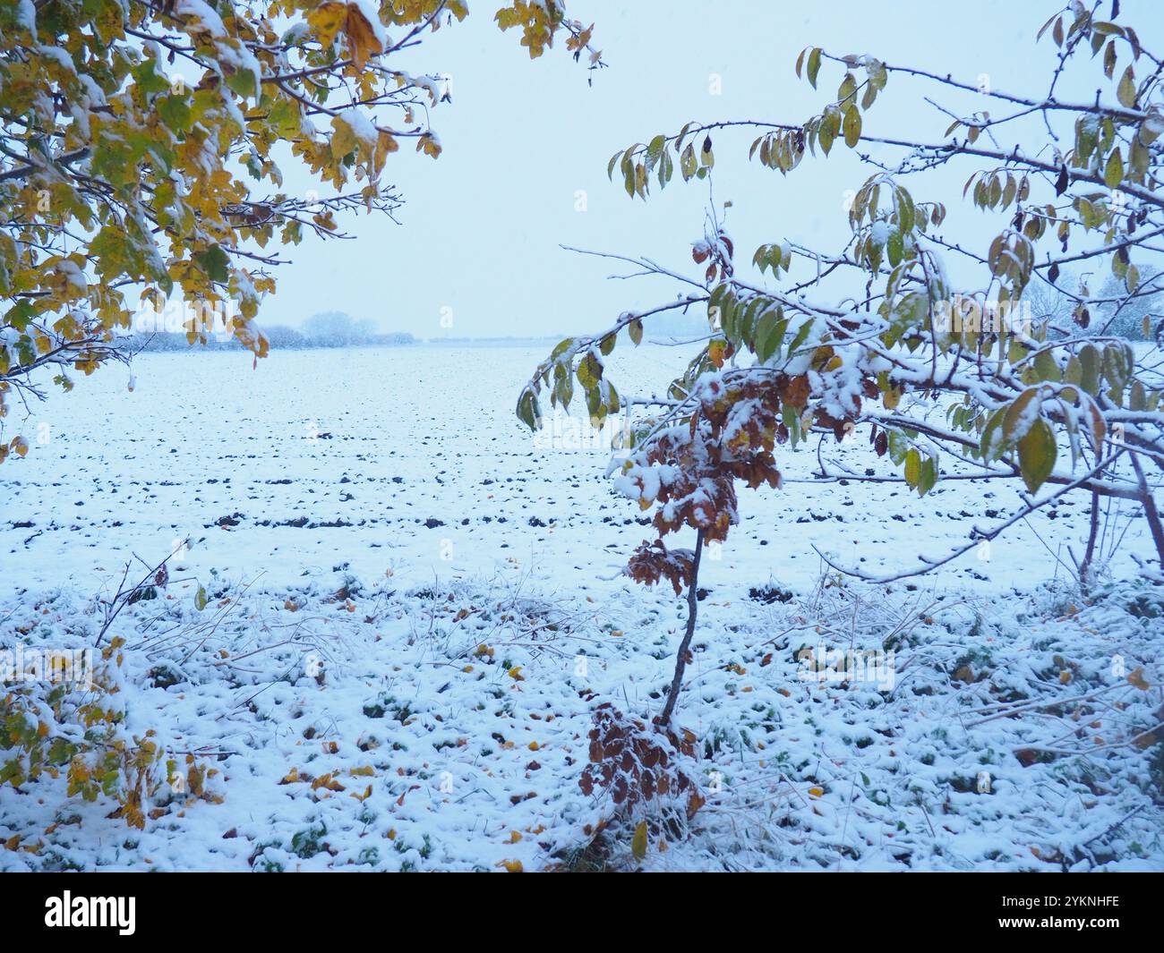 Oxford, Regno Unito. 19 novembre 2024. La mattina a sorpresa la nevicata accoglie i residenti di Forest Hill a Oxford. Credito: Angela Swann/Alamy Live News Foto Stock