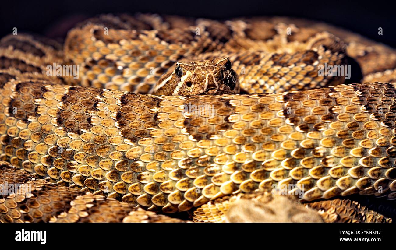 Un serpente pericoloso e velenoso Foto Stock