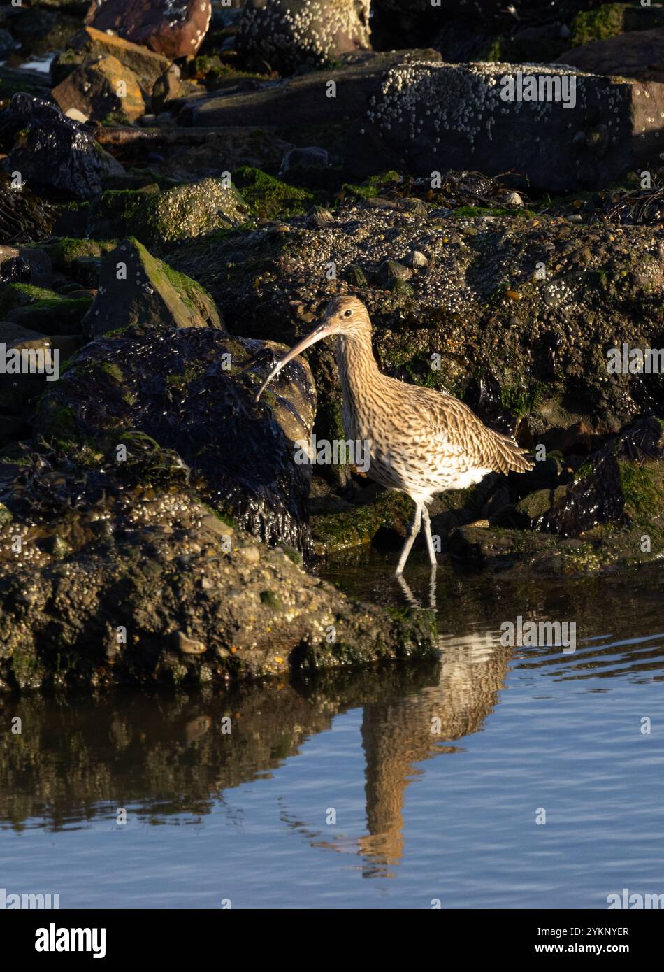 Il Curlew si riproduce nelle brughiere e negli altipiani e la maggior parte migra verso le aree costiere e dell'estuario nel Regno Unito. Foto Stock