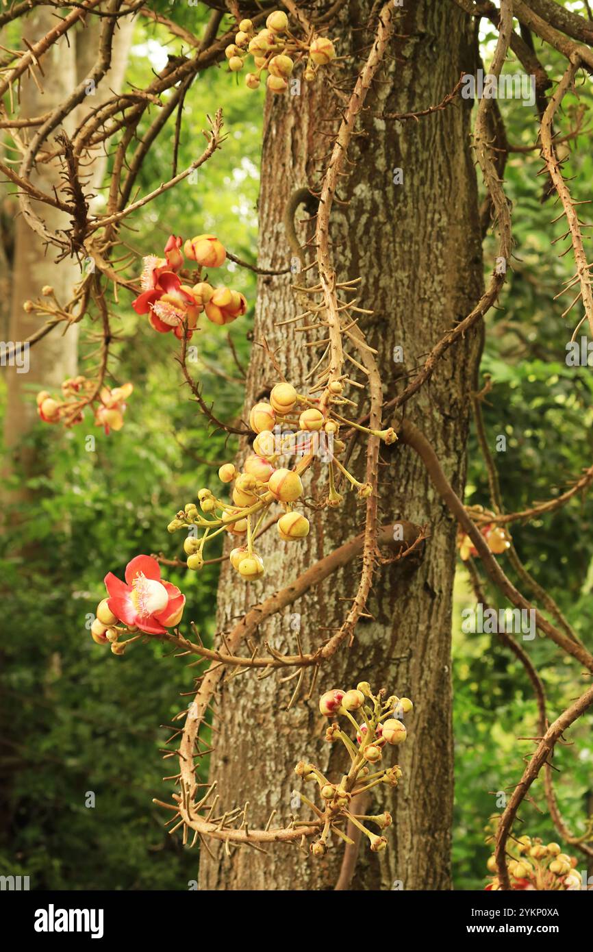 Un sacco di Shorea robusta Roxb. O Sal Flower con gemme che crescono sull'albero Foto Stock