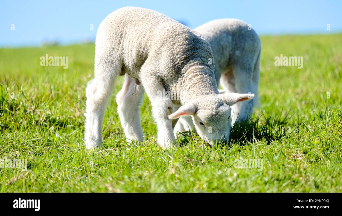 Piccoli agnelli pascolano su un prato verde, il Parco regionale di Shakespeare, nuova Zelanda Foto Stock