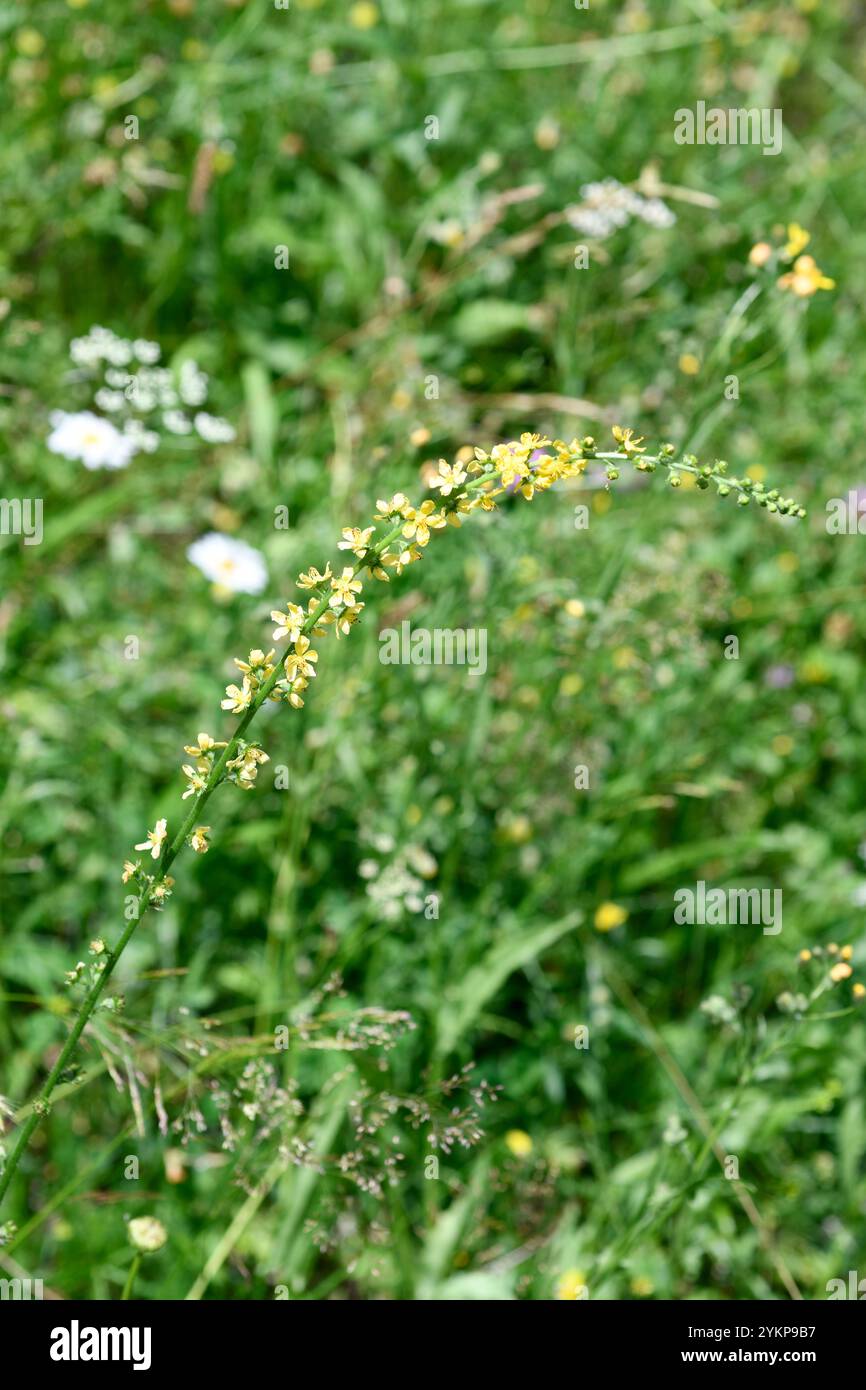 L'agrimonia comune (Agrimonia eupatoria) è un'erba medicinale perenne originaria dell'Europa e dell'Asia sud-occidentale. Questa foto è stata scattata in Val d'Aran, Lleida Foto Stock