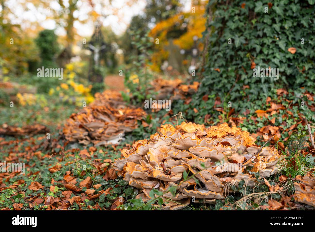 Funghi nel vecchio cimitero di Hasselt in Belgio Foto Stock