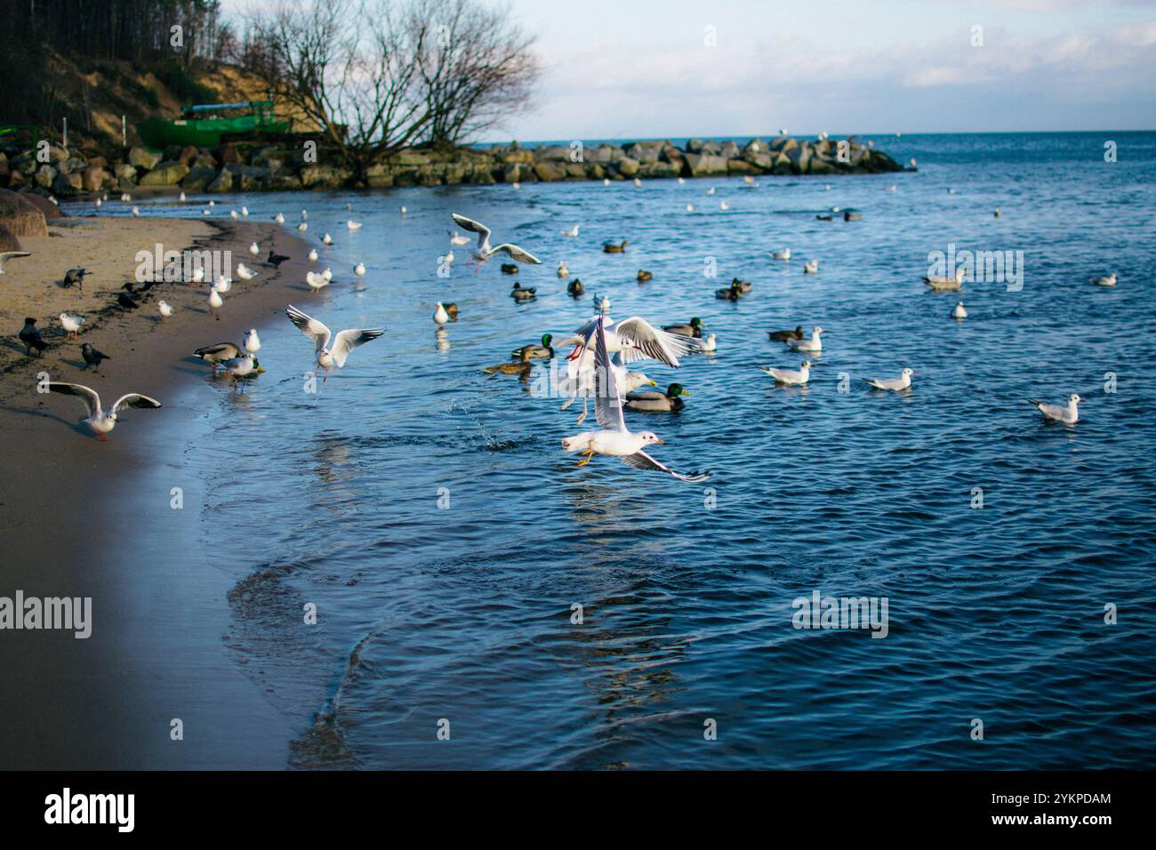 gabbiani e piccioni in riva al mare in inverno Foto Stock