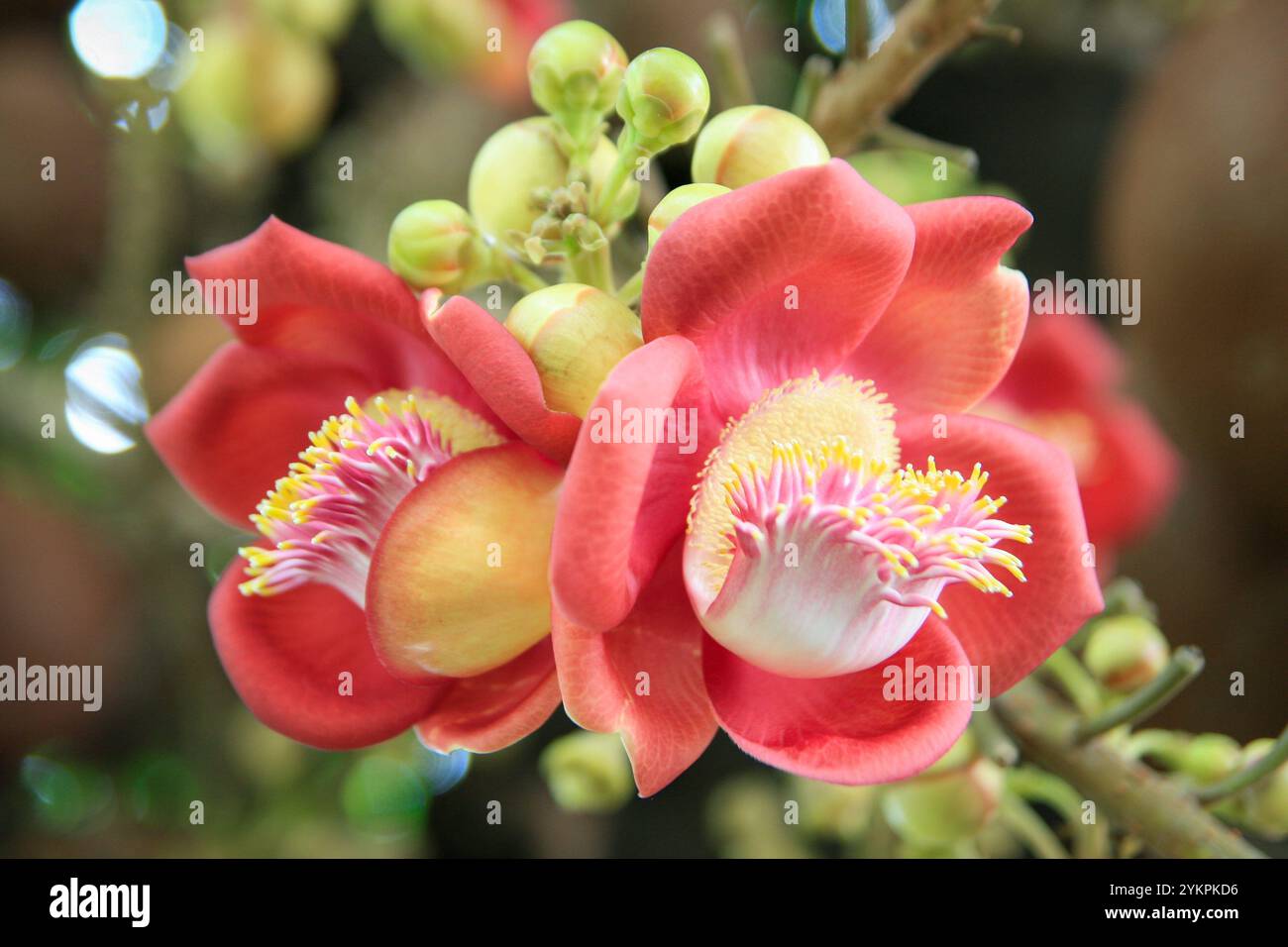 Couroupita guianensis bel fiore rosso conosciuto con una varietà di nomi comuni tra cui albero di cannone a ho chi Minh City Vietnam Foto Stock