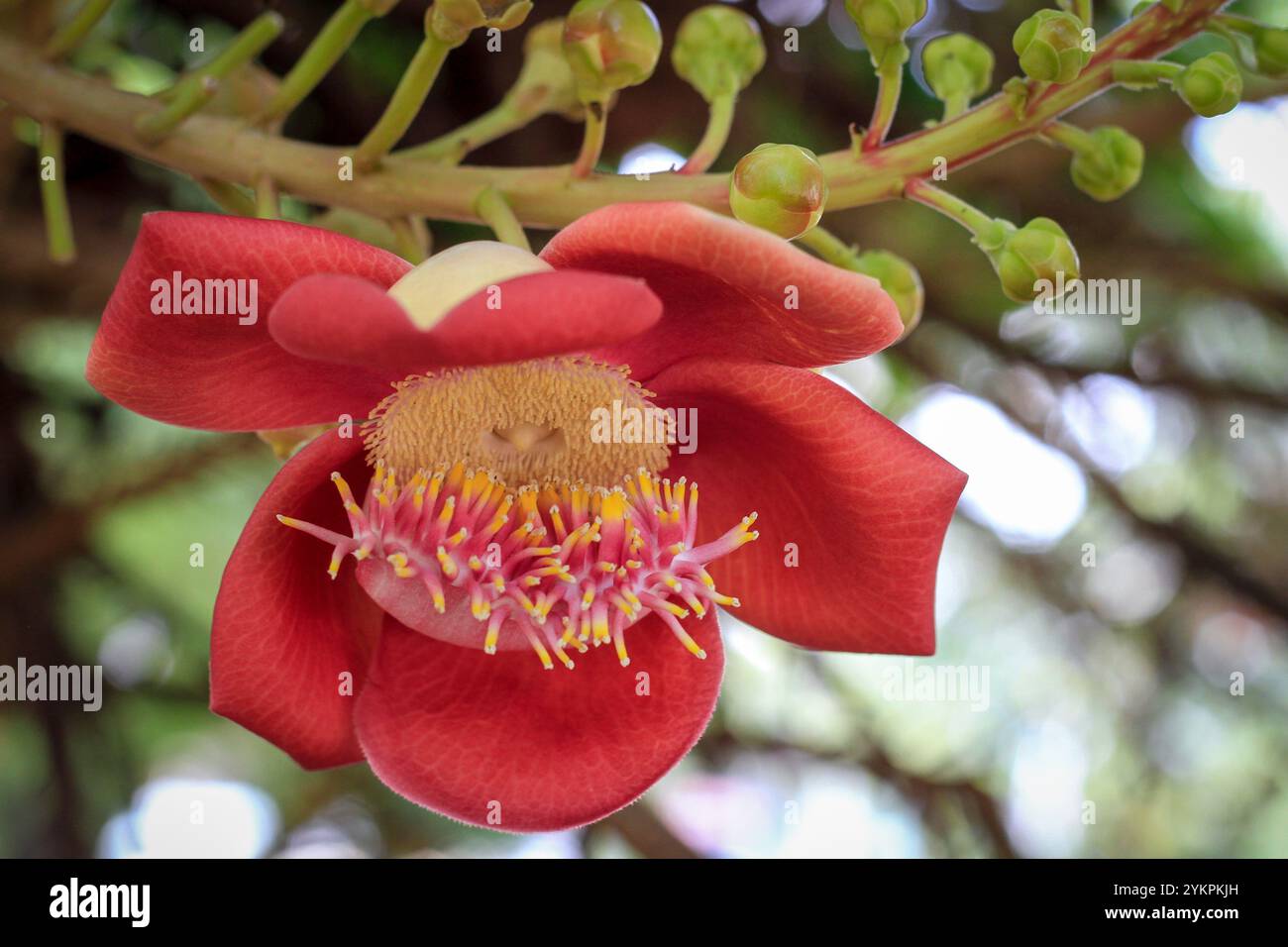 Couroupita guianensis bel fiore rosso conosciuto con una varietà di nomi comuni tra cui albero di cannone a ho chi Minh City Vietnam Foto Stock