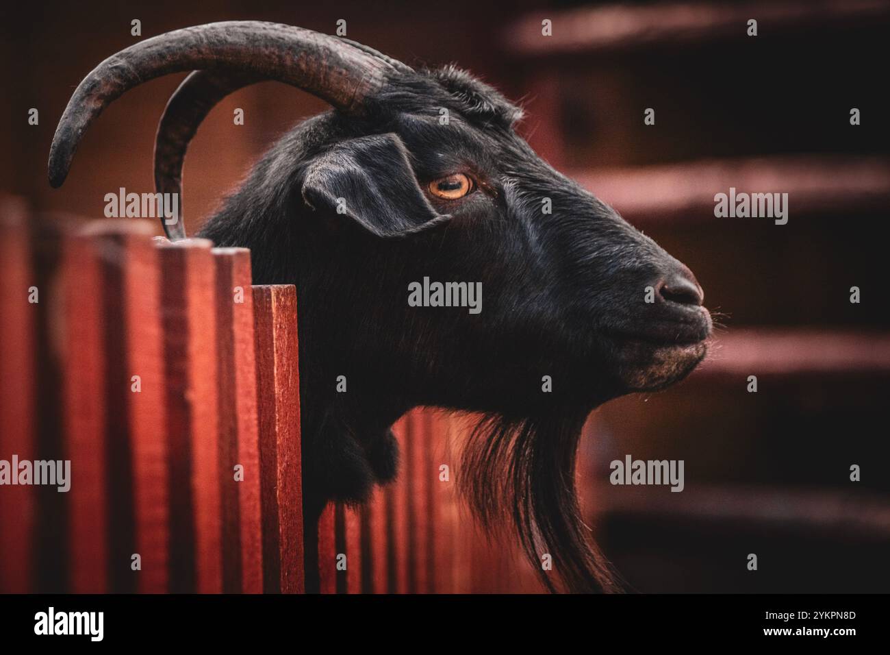 Un'impressionante capra nera sbircia curiosamente la testa su una recinzione di legno in un ambiente pittoresco e rustico Foto Stock
