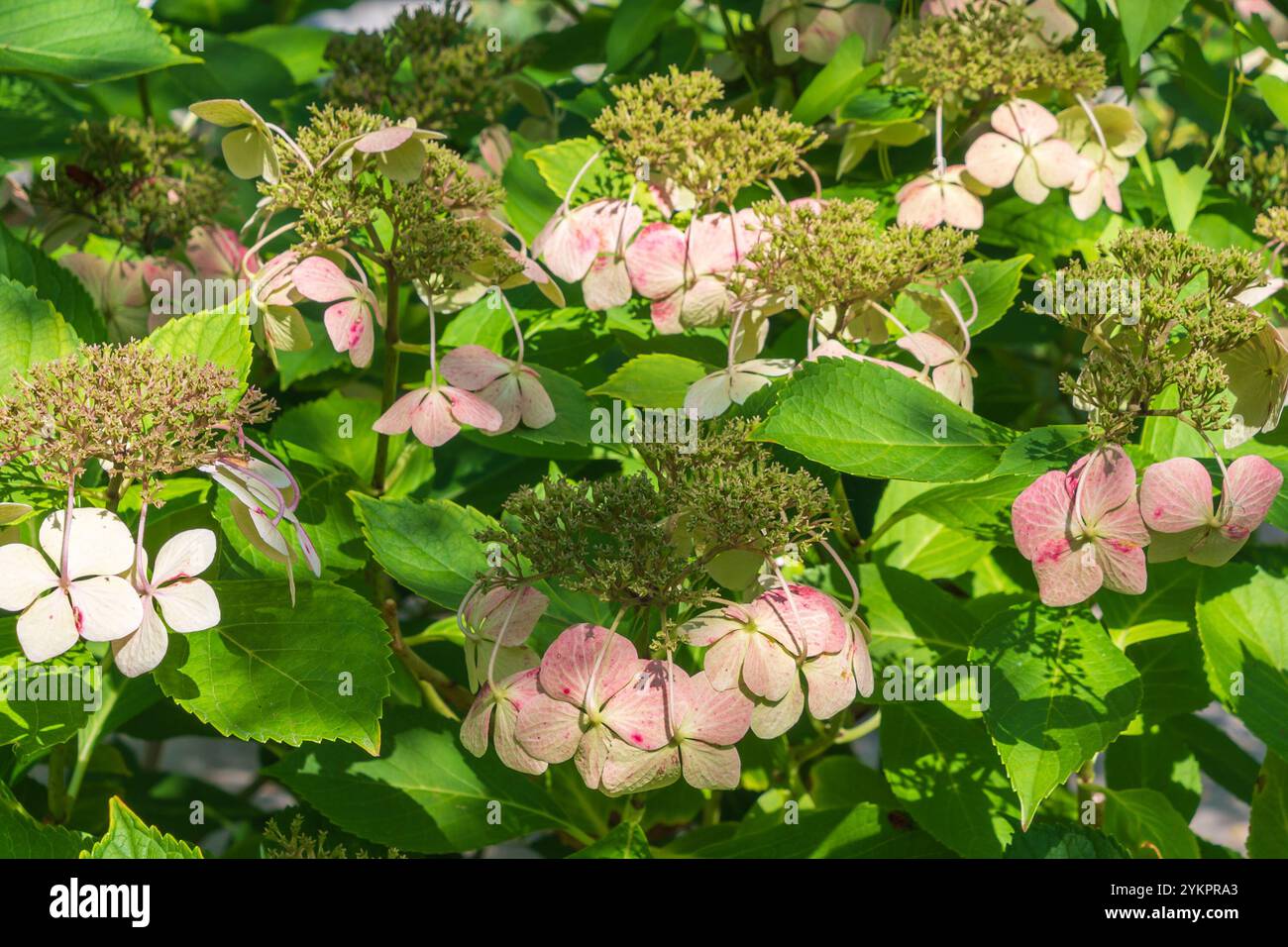 Splendidi fiori rosa di Hydrangea serrata. ortensie di montagna, tè del cielo. un arbusto ornamentale attraente. Foto Stock