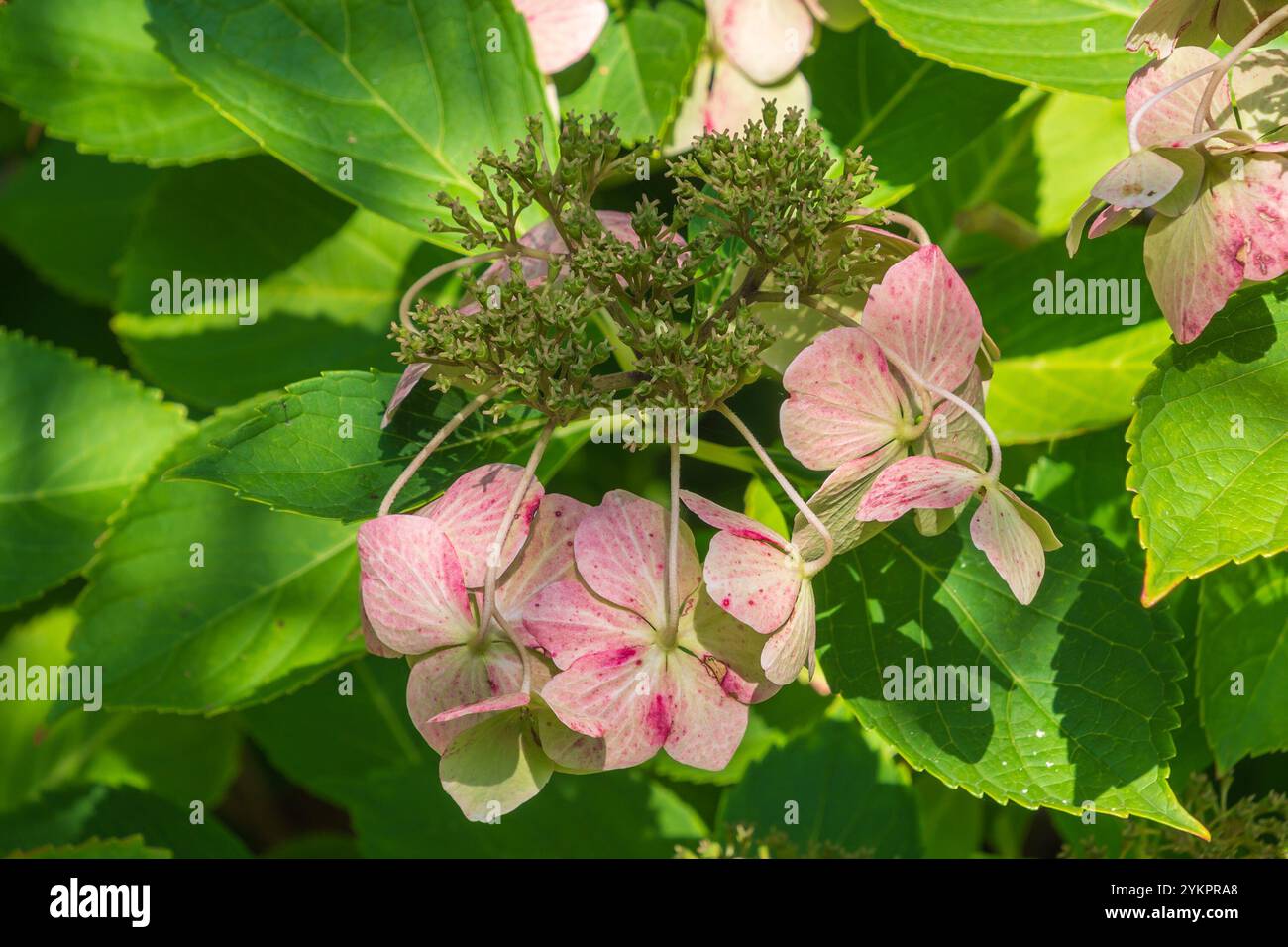 Splendidi fiori rosa di Hydrangea serrata. ortensie di montagna, tè del cielo. un arbusto ornamentale attraente. Foto Stock
