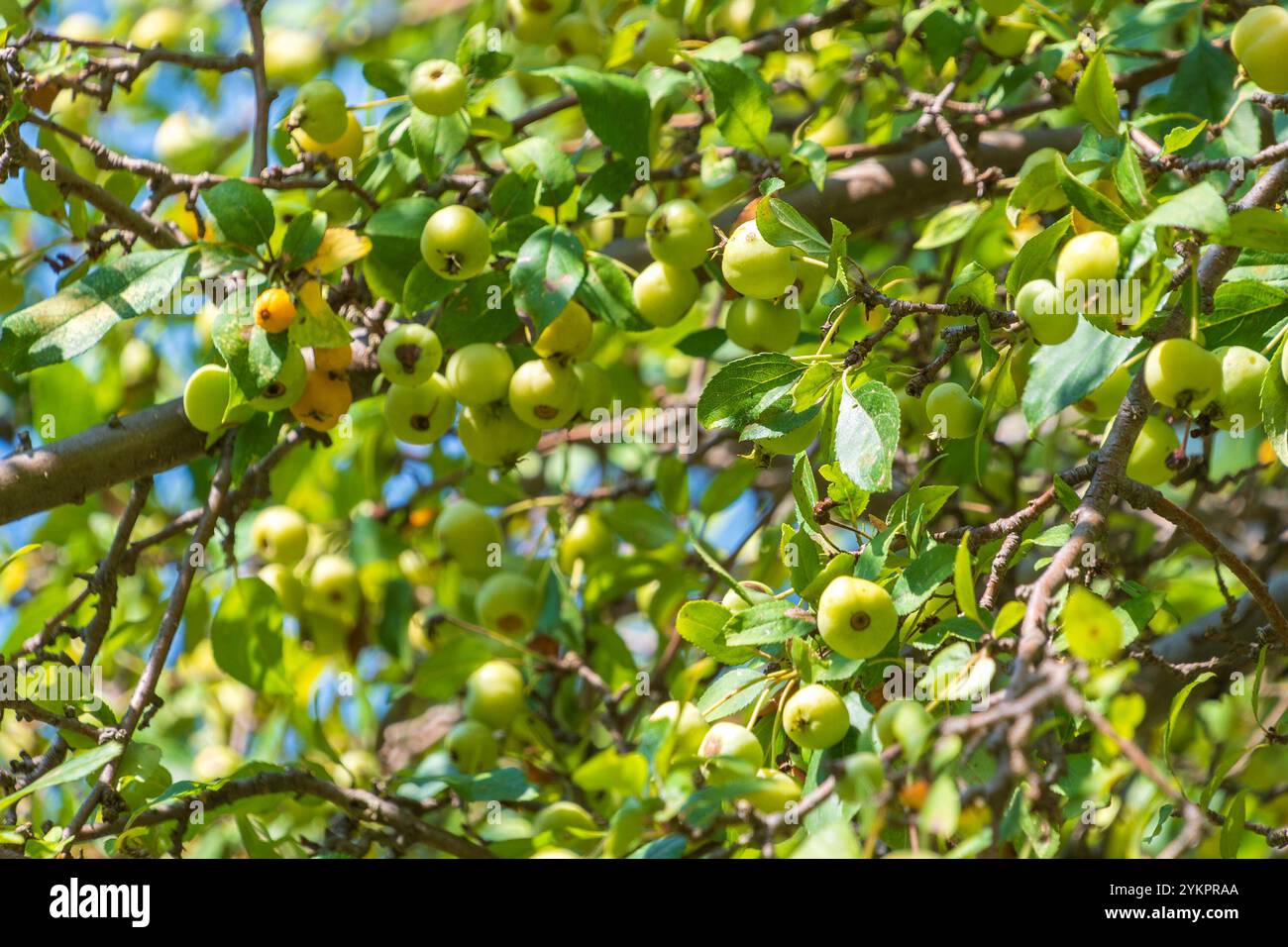 Malus sylvestris, la mela di granchio europea. La mela selvatica europea. Una specie del genere Malus. Foto Stock