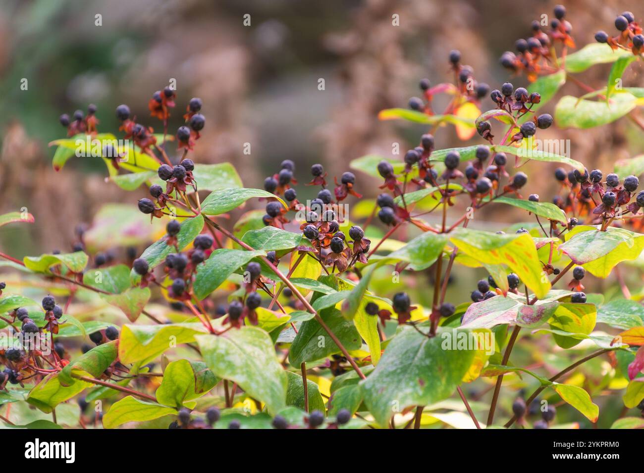 Bacche nere di Hypericum androsaemum. L'erba di San Giovanni arbustiva, tutsan, ambrata dolce. una pianta in fiore. Foto Stock