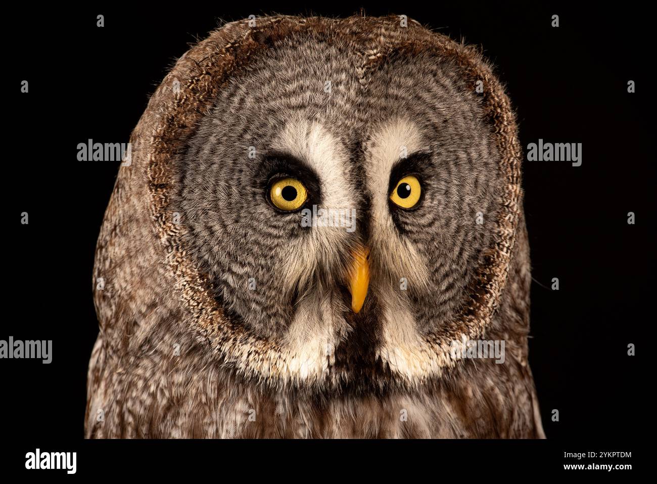 Grande gufo grigio Foto Stock