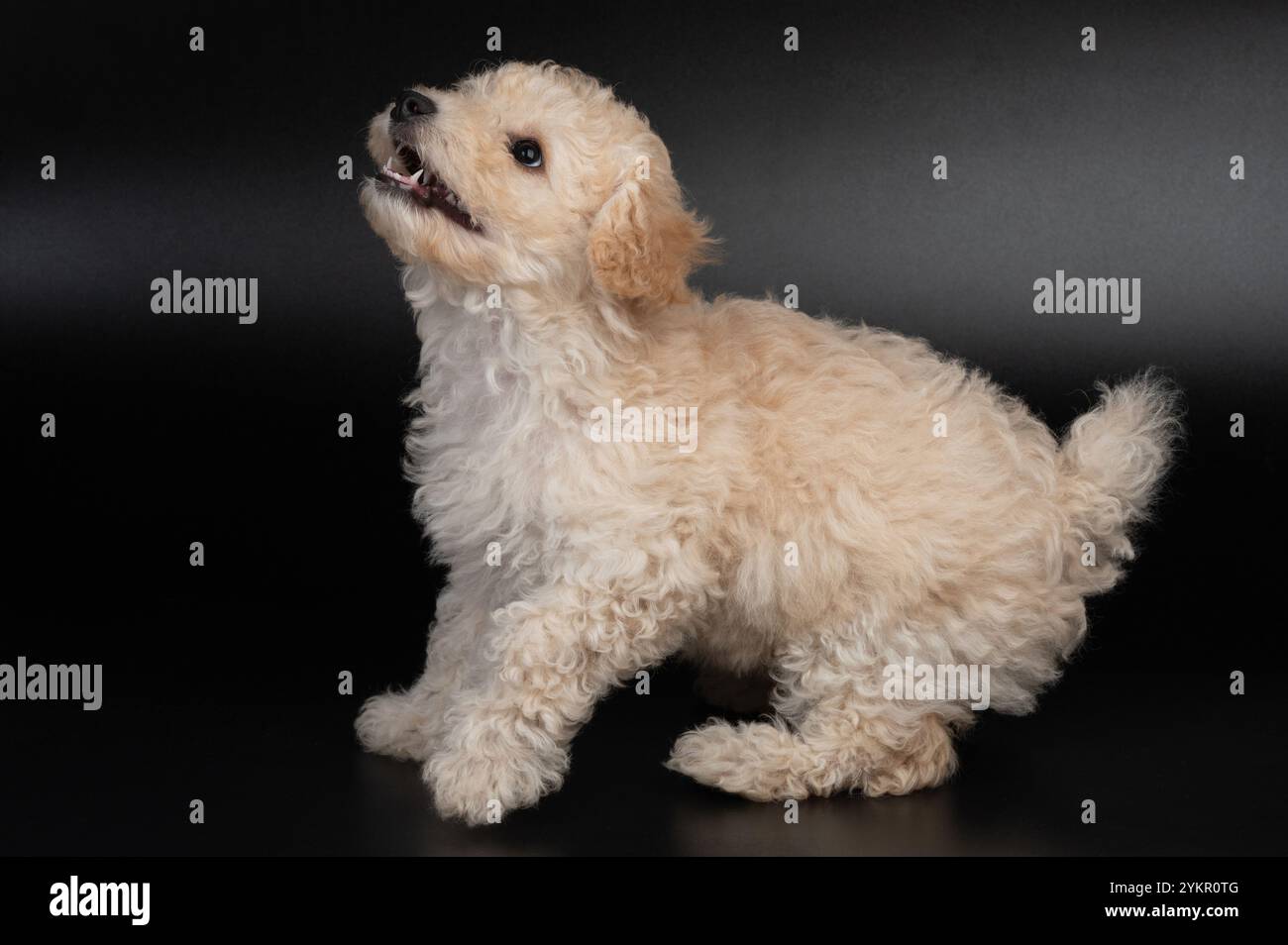 Cerca un morbido cucciolo di spaghetti isolato con spazio di copia Foto Stock