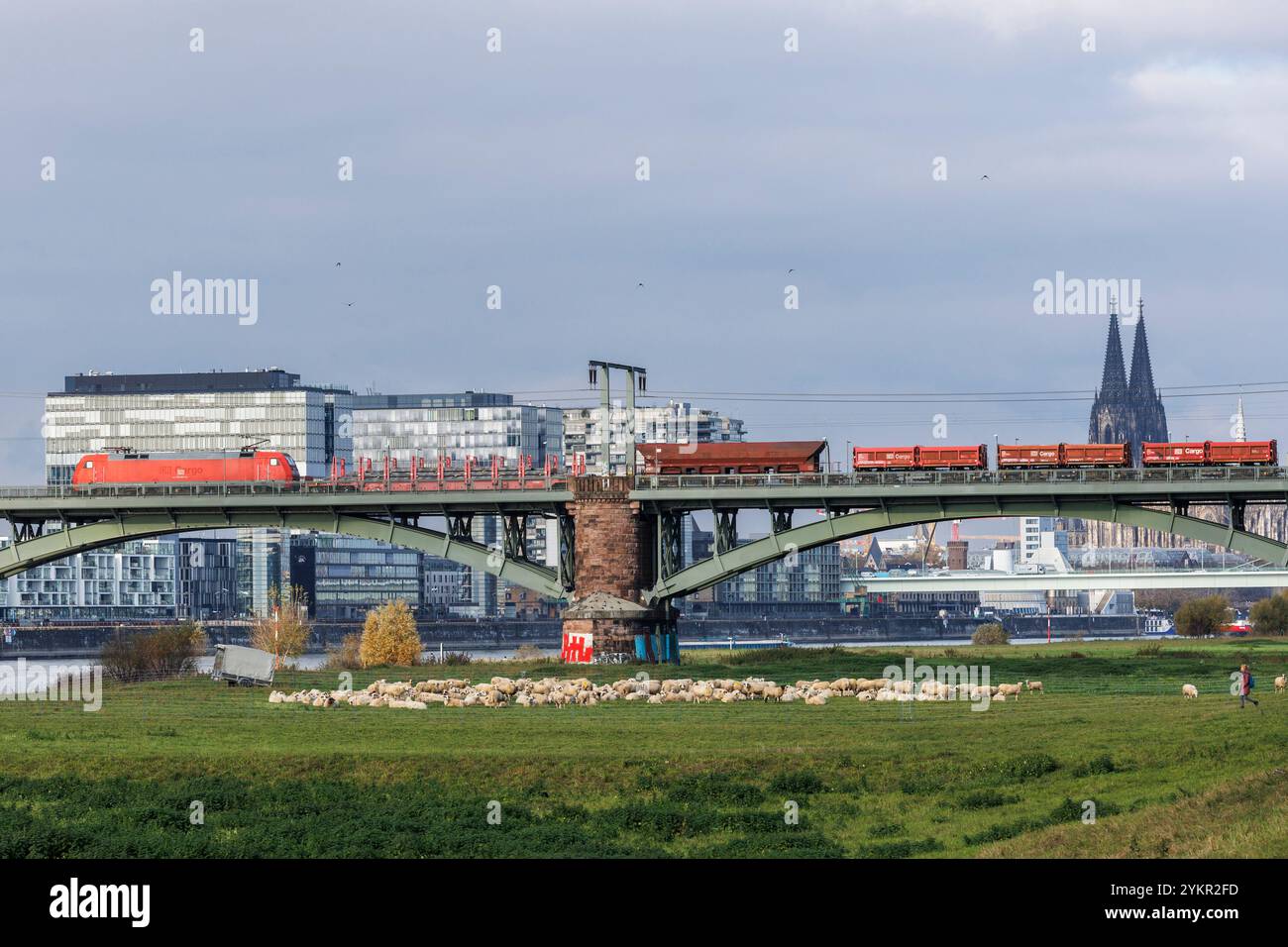 Treno merci sul Suedbruecke (ponte sud), vista sul porto di Rheinau con le Crane Houses e sulla cattedrale, pecore, Colonia, Germania. Guete Foto Stock