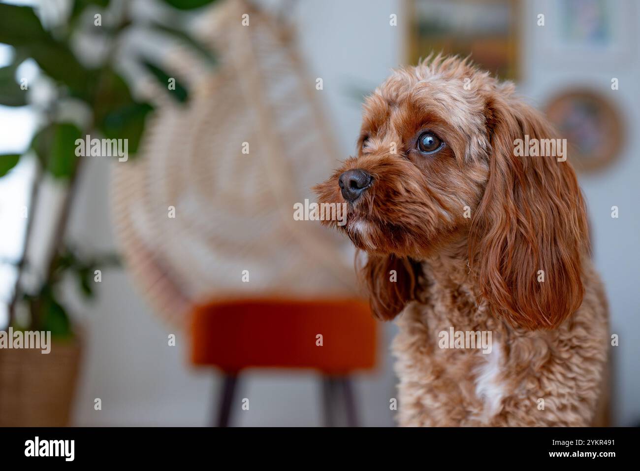 ritratto del cavapoo Foto Stock
