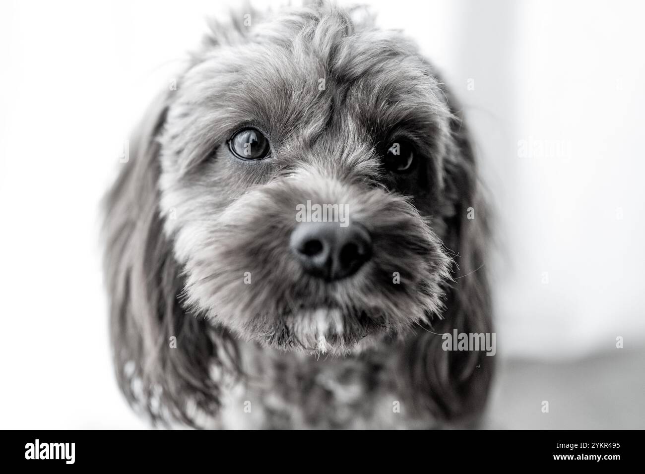ritratto del cavapoo Foto Stock