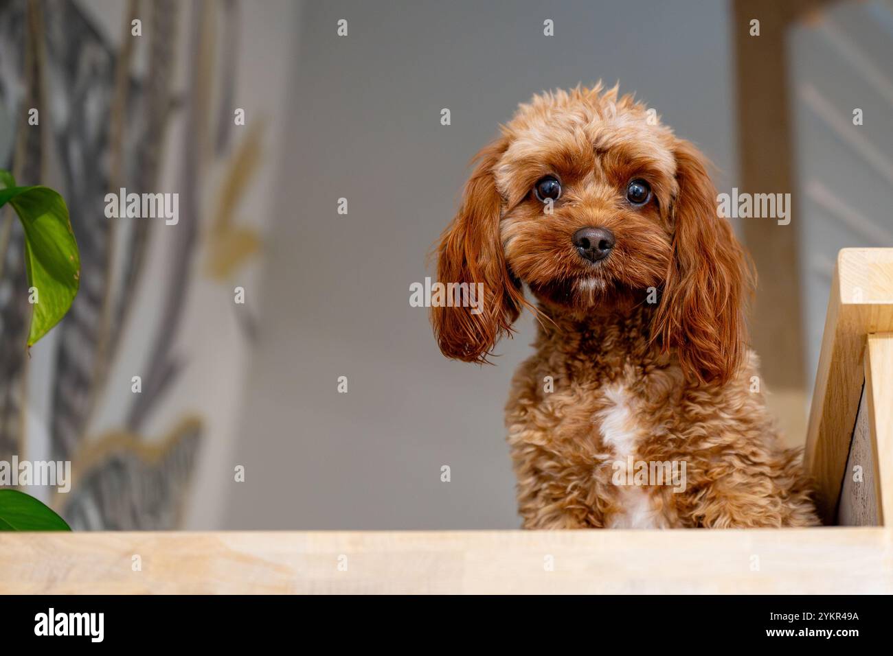ritratto del cavapoo Foto Stock
