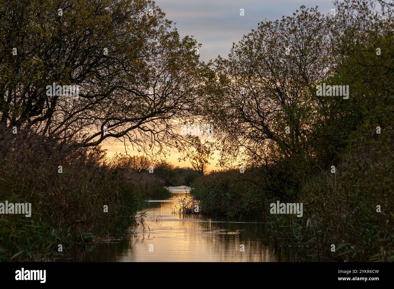 Un canale d'acqua attraverso le canne al tramonto a RSPB Leighton Moss, Silverdale, Carnforth, Inghilterra Foto Stock
