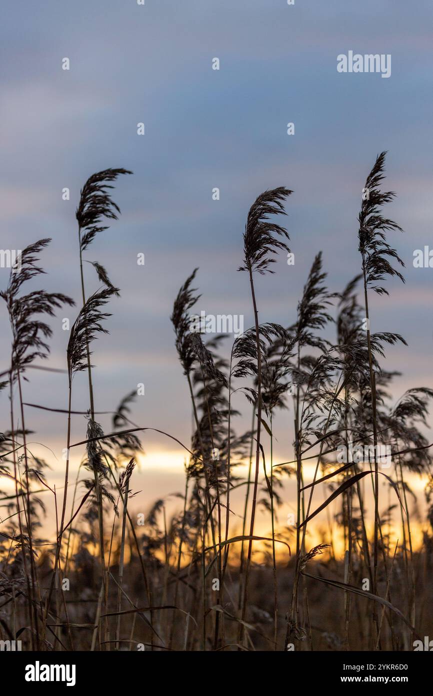 Canne al tramonto al RSPB Leighton Moss, Silverdale, Carnforth, Inghilterra Foto Stock