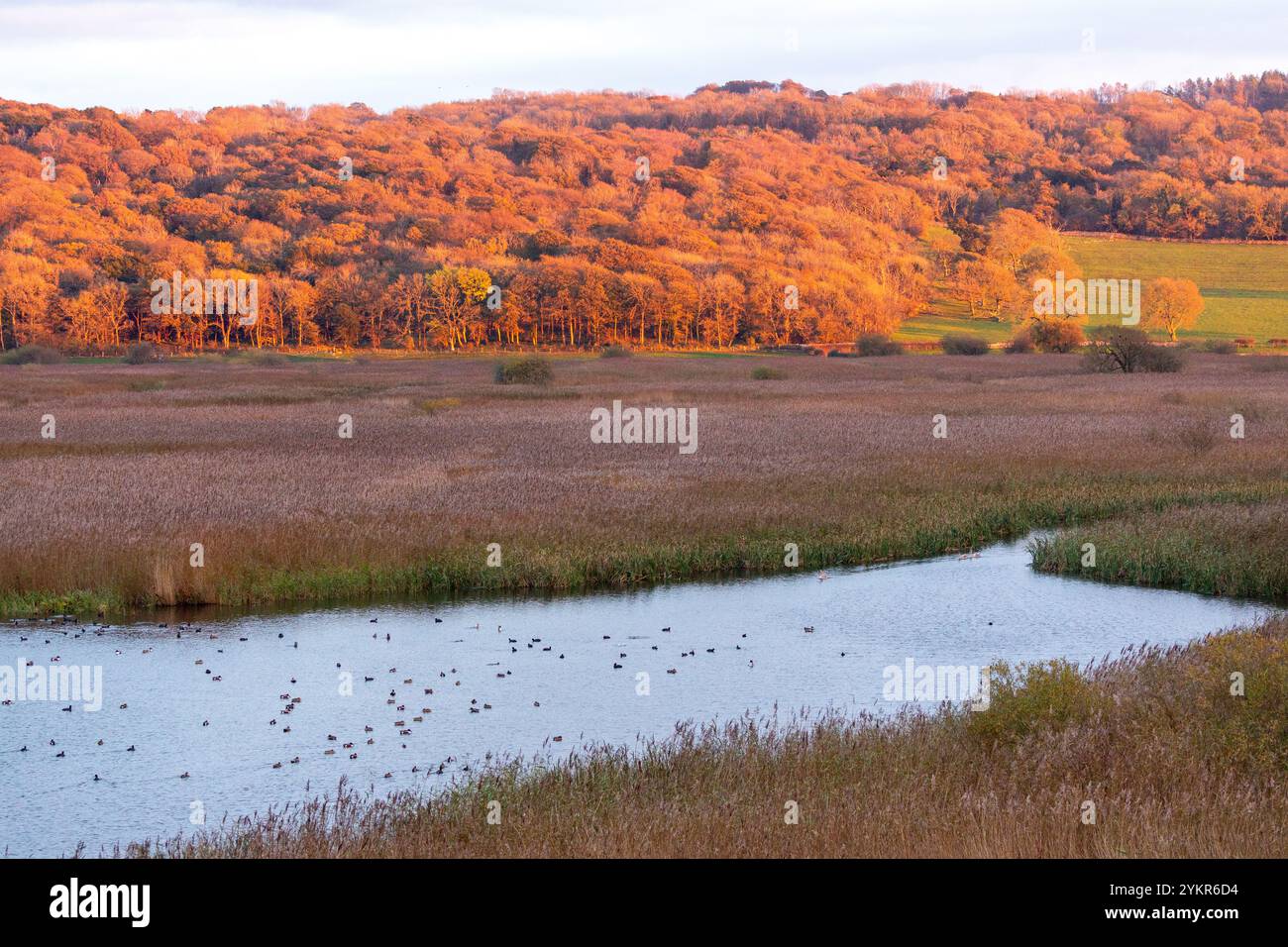 Una vista al tramonto dalla Skytower a RSPB Leighton Moss, Silverdale, Carnforth, Inghilterra Foto Stock