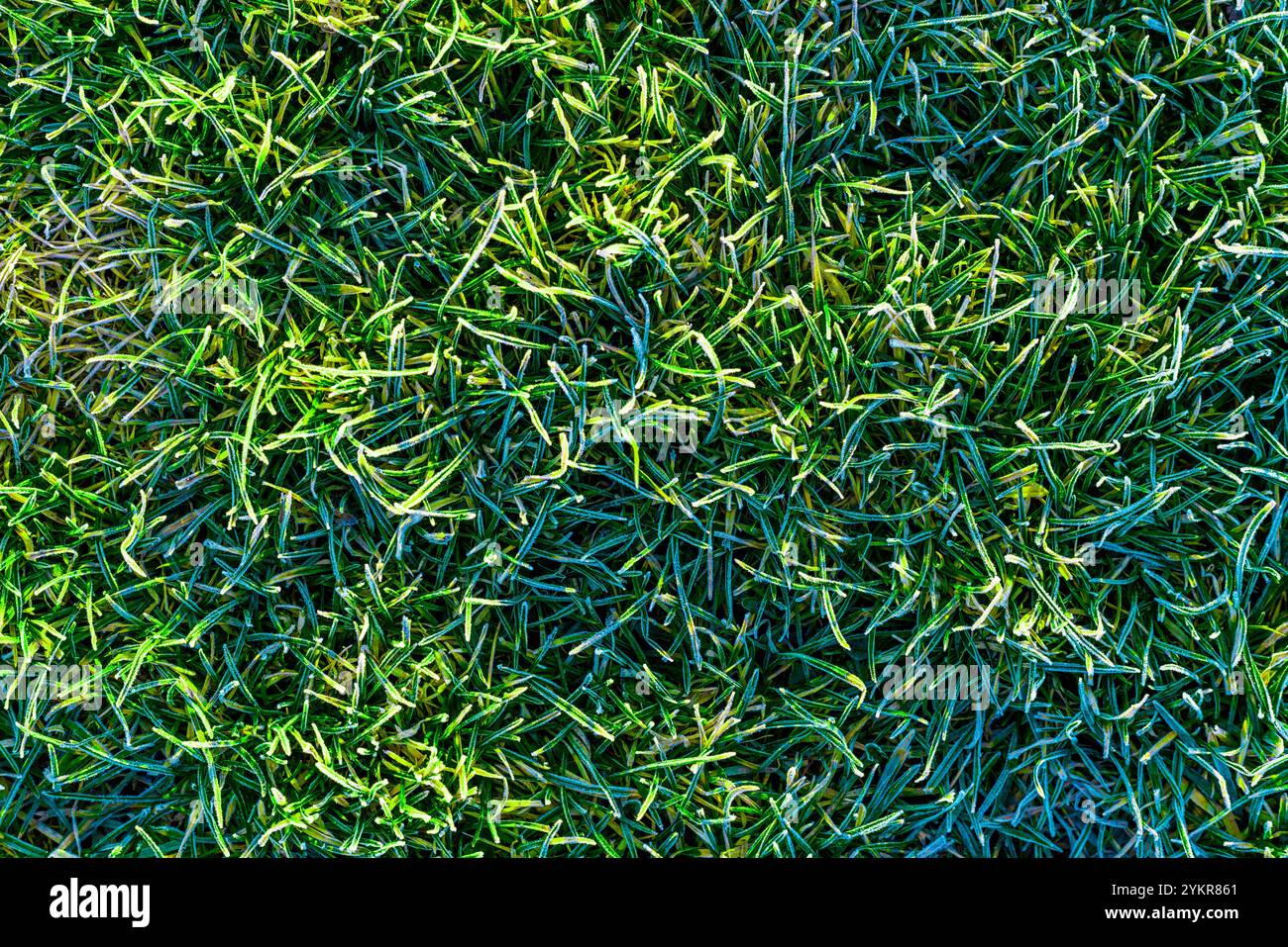 prato verde ricoperto da una consistenza hoarfrost mattutina Foto Stock