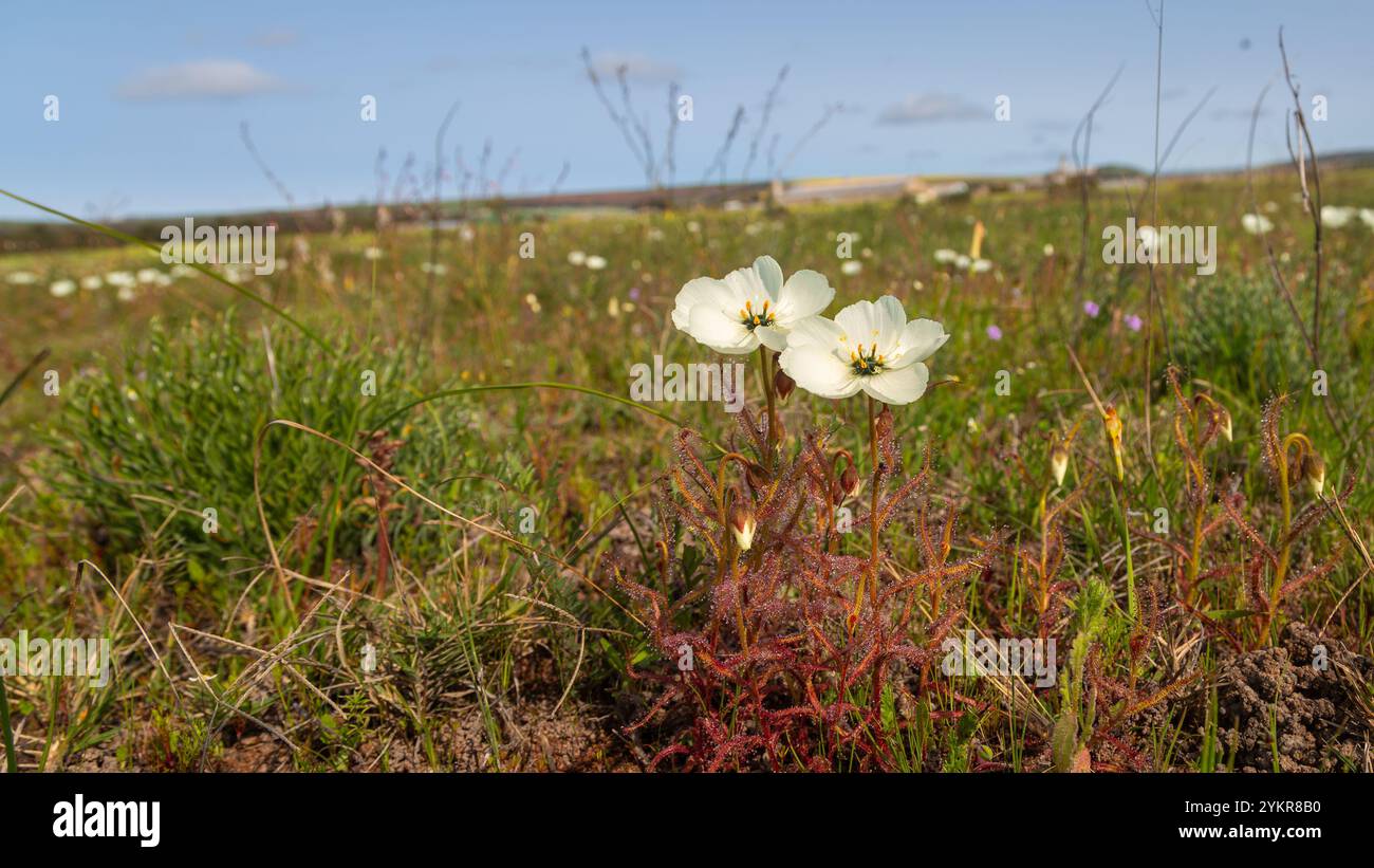 Drosera cistiflora in fiore bianca, presa nei pressi di Darling, nel Capo Occidentale del Sudafrica Foto Stock