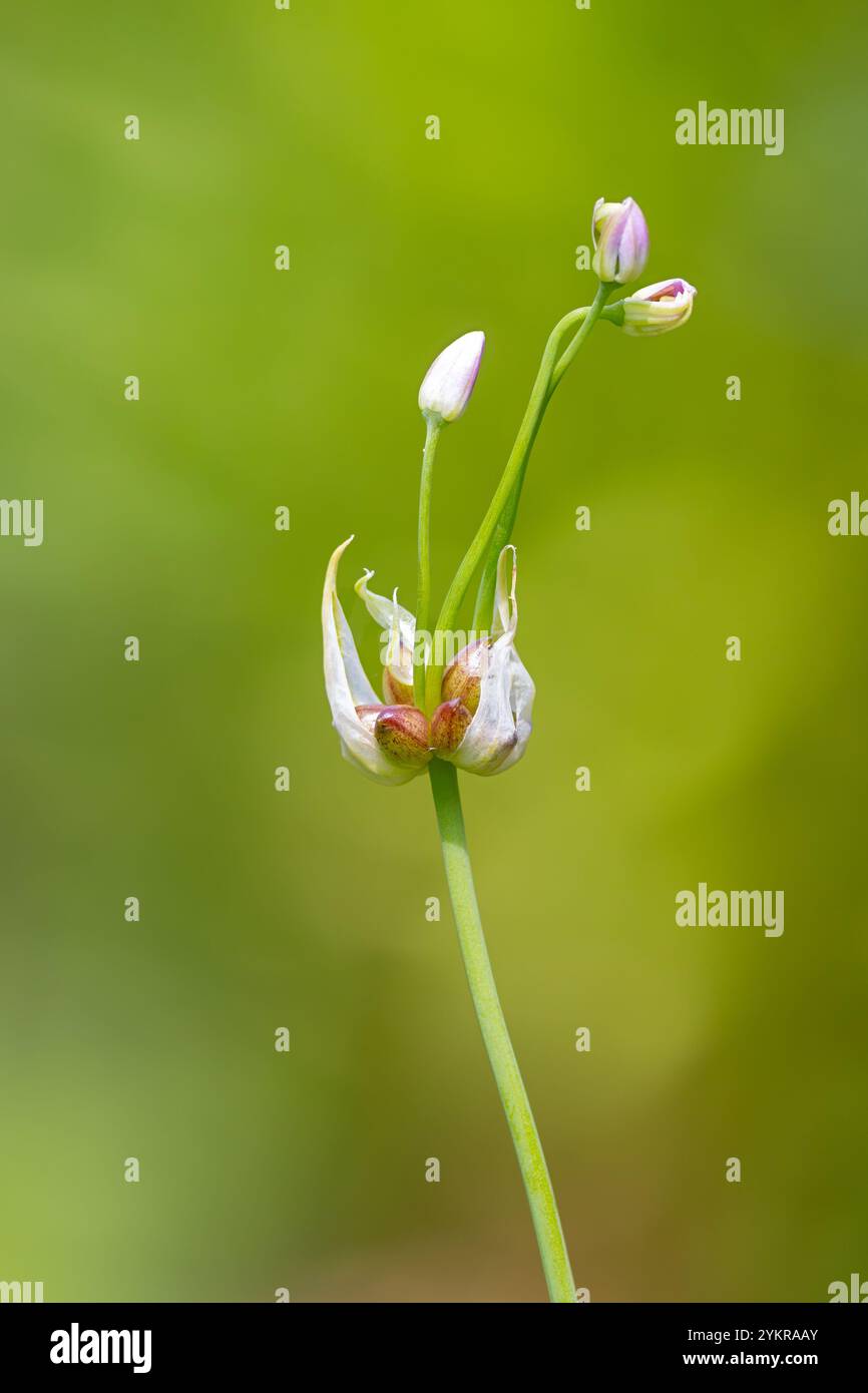 Un solo aglio selvatico fiorisce nella prateria. Fiorisce completamente e i semi vengono visualizzati su uno sfondo verde tenue. Foto Stock
