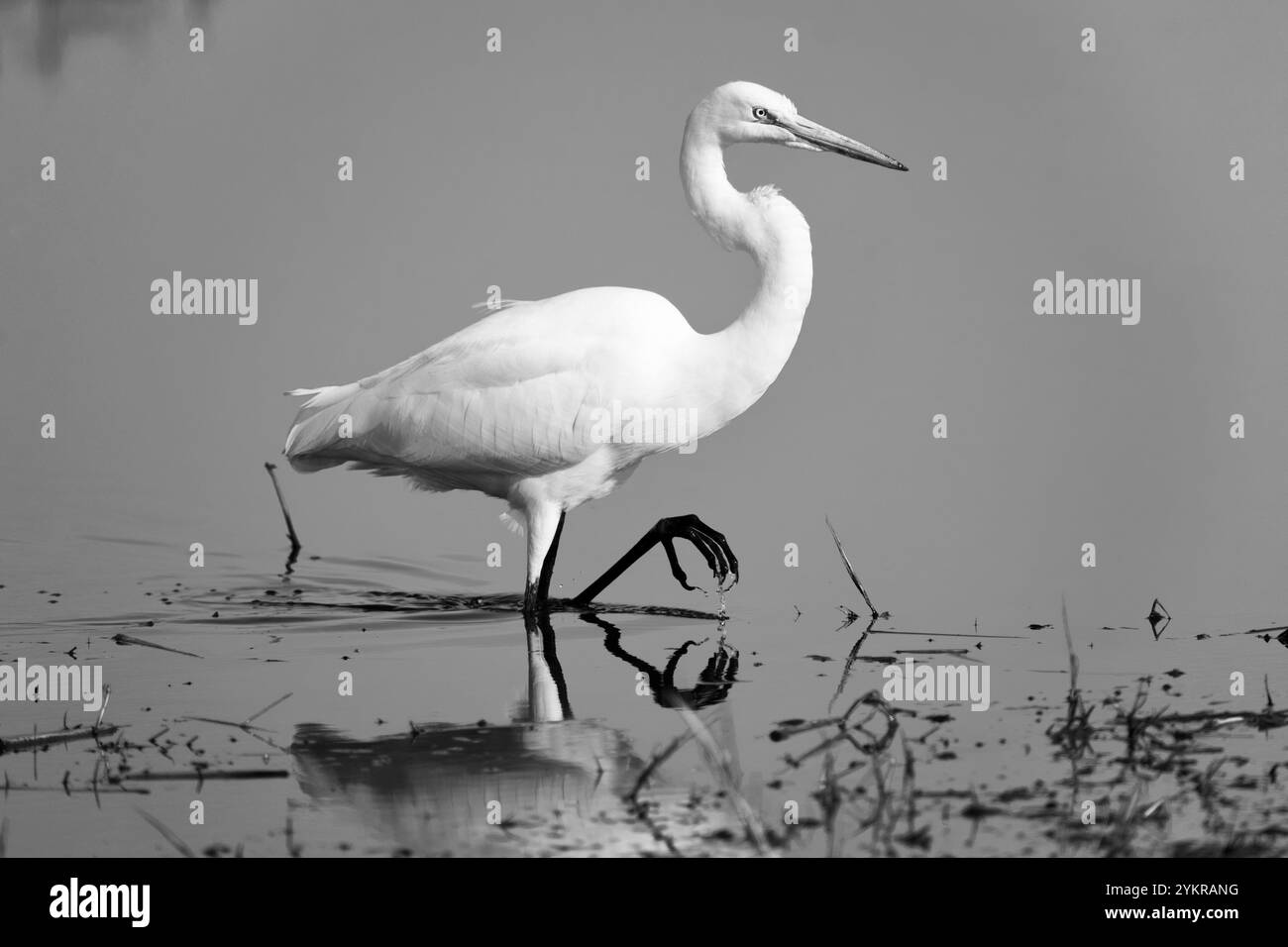 Foto monocromatica, in bianco e nero di una grande Egret (Ardea alba) che cammina attraverso l'acqua con un piede sollevato. Foto Stock