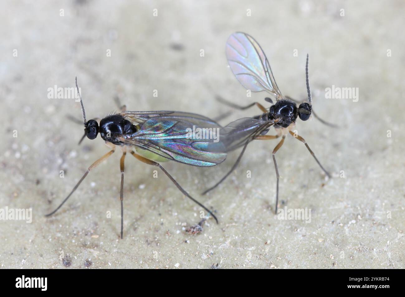 Immagine macro di due mosche di fungo Gnat con ali scure (Sciaridae). Le larve sono parassiti, mordono le radici delle piante nel suolo. Foto Stock