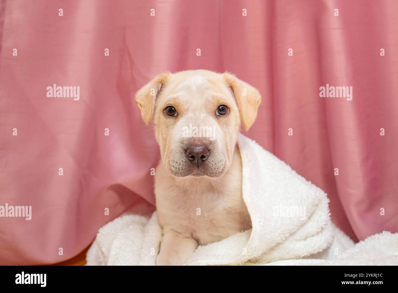 Simpatico cucciolo dorato avvolto in un soffice asciugamano bianco, che guarda la fotocamera su un drappello rosa Foto Stock