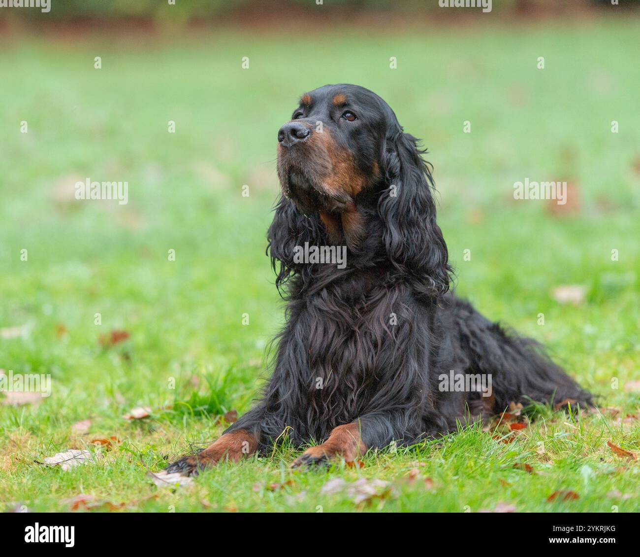 Il cane di Gordon Setter sdraiato nell'erba Foto Stock