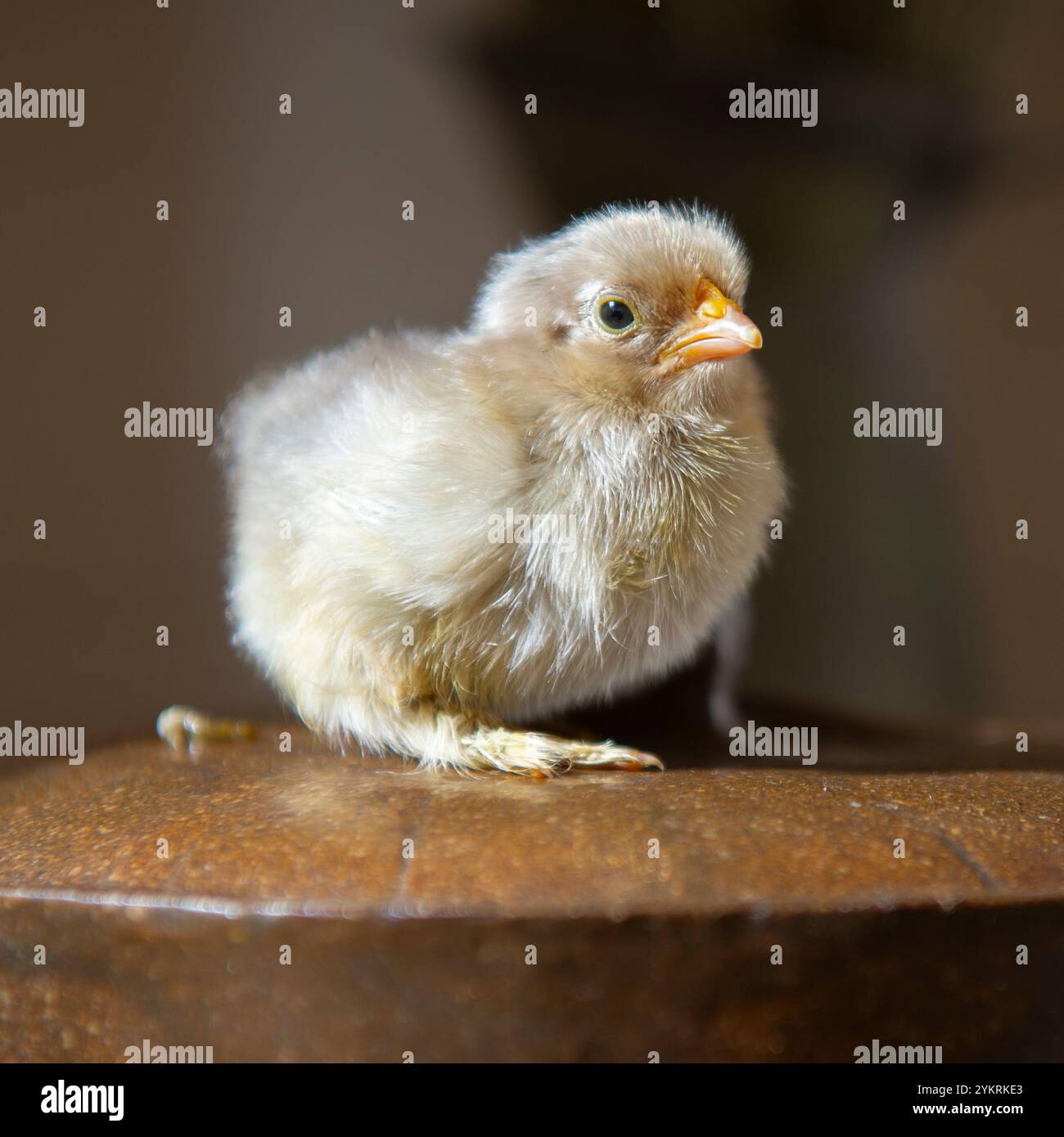 giovane pekin bantam Foto Stock